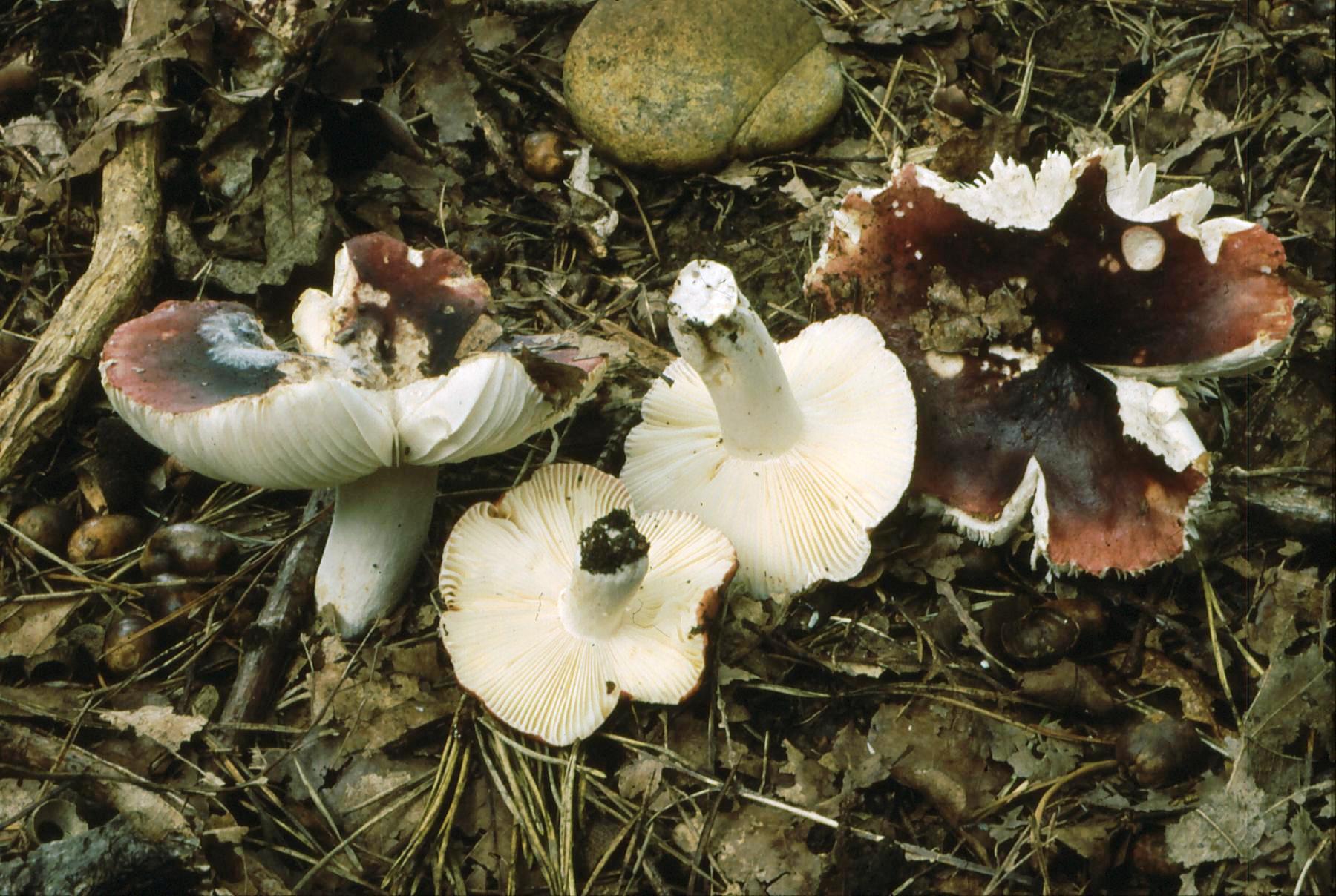 20022018153012 3453 art 2088 r. atropurpurea