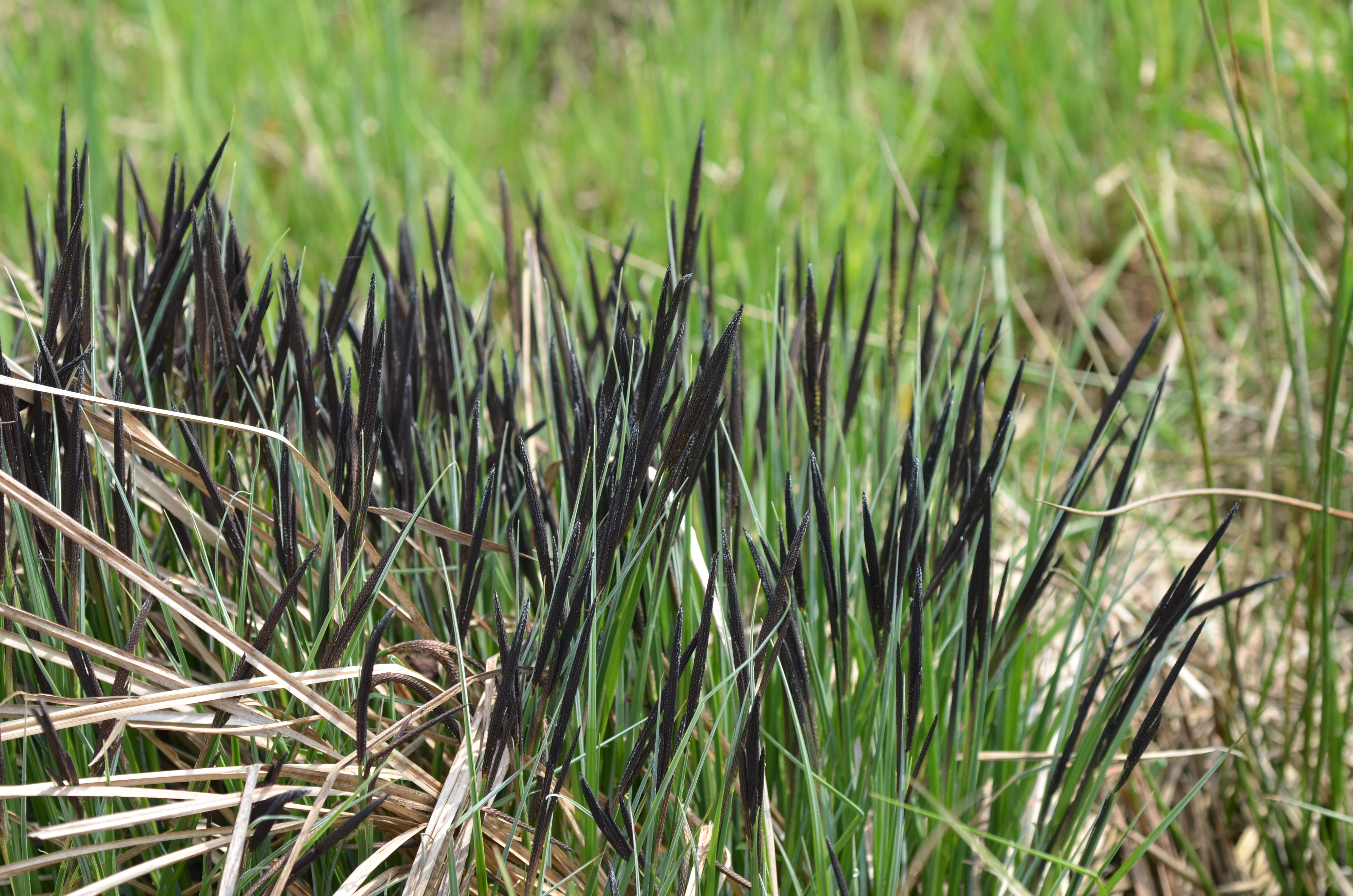 20042014183612 2330 art 203 dsc 3015