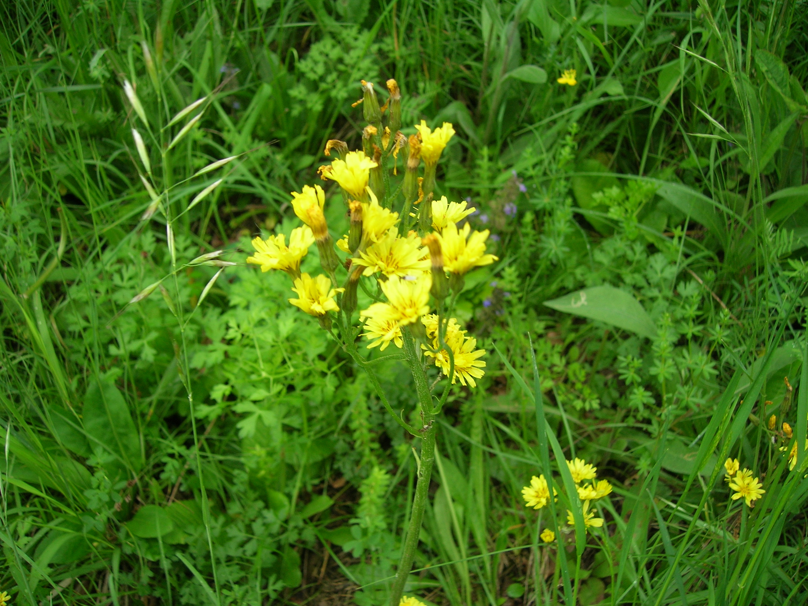 20042014184414 2331 art 1247 radniger alm2006 05 21 13 22 32