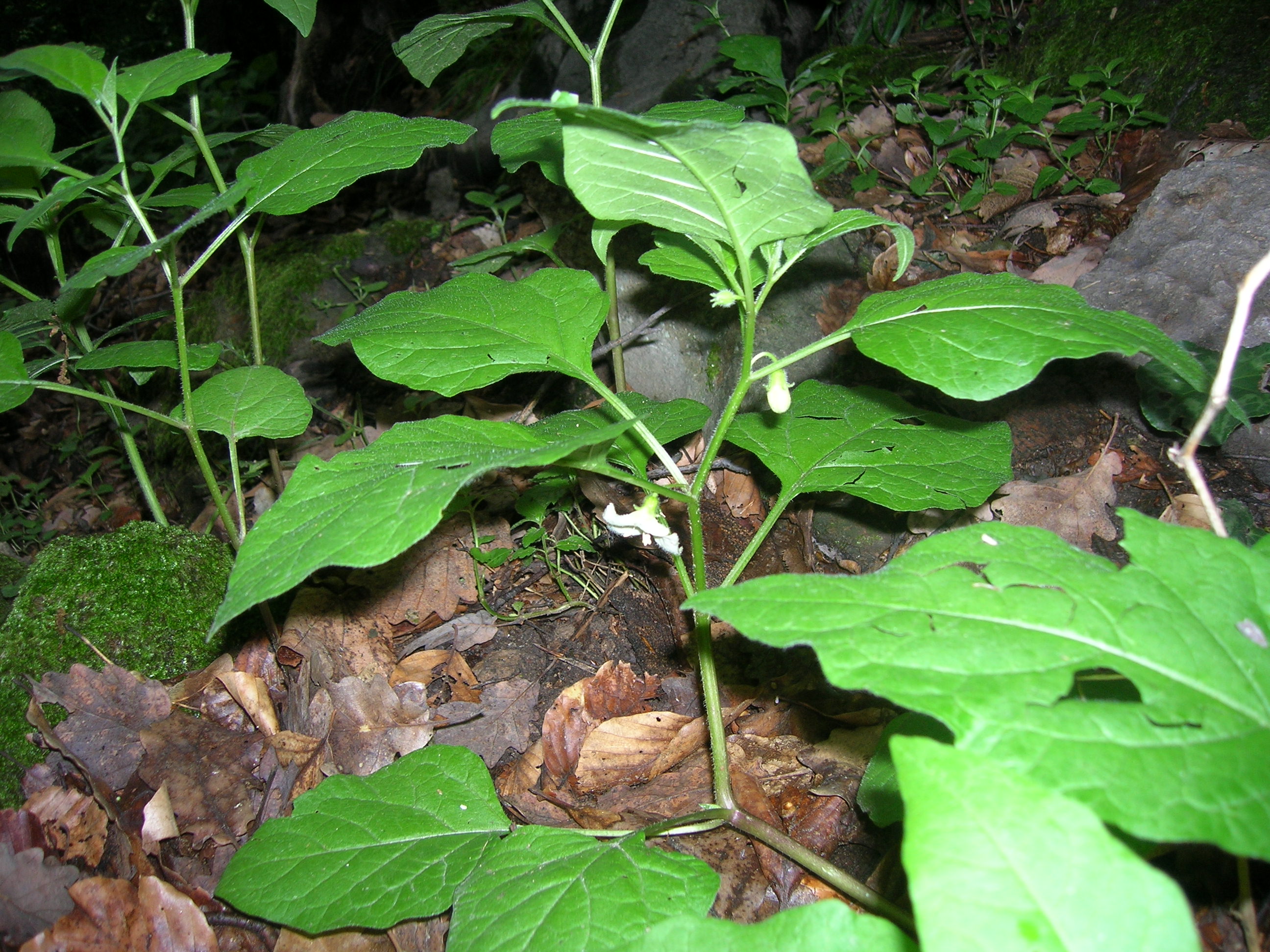 20042014190018 2332 art 1473 radniger alm2006 06 02 10 52 22