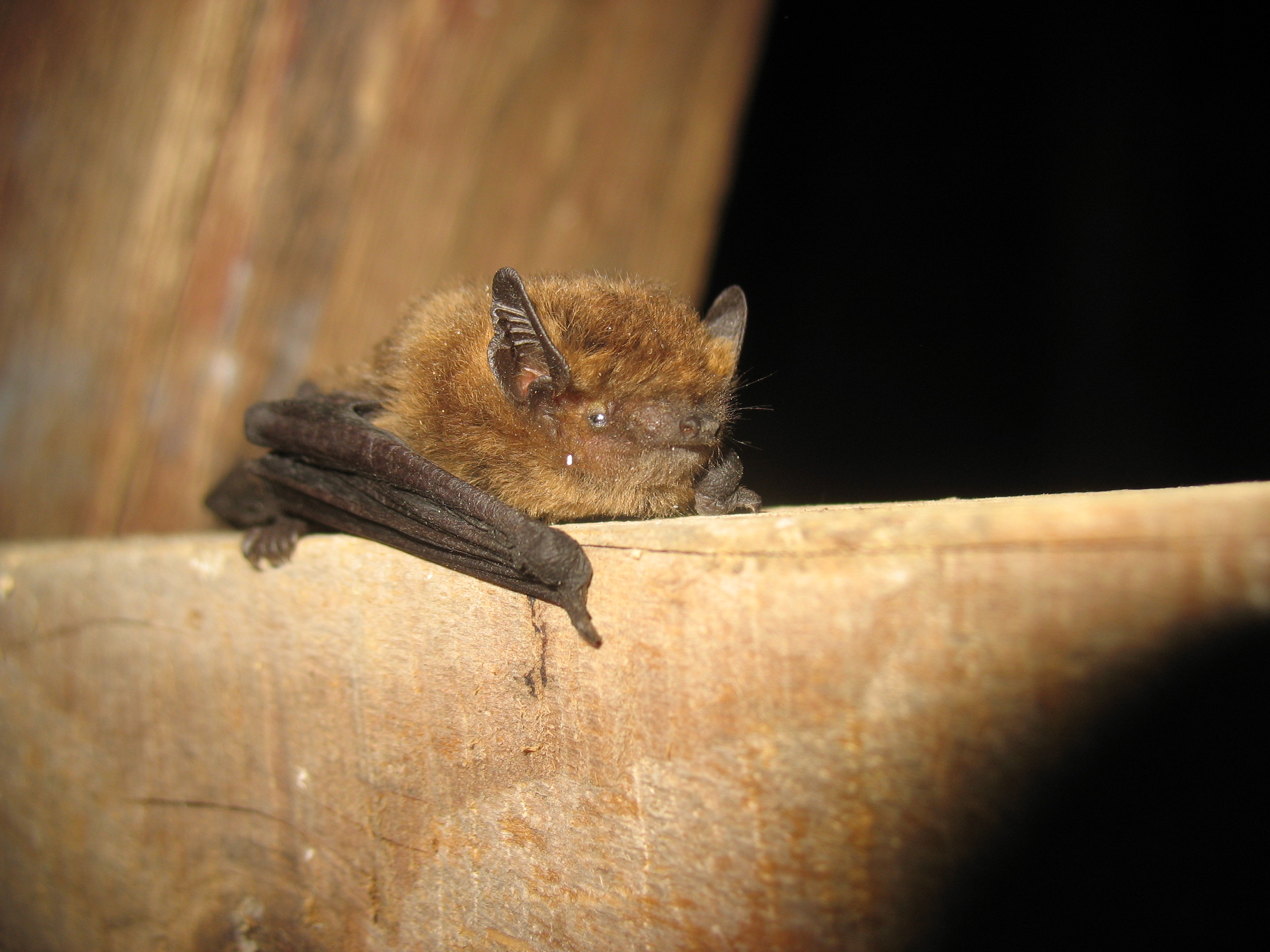 20052013074045 571 art 582 pipistrellus pipistrellus f primoz presetnik