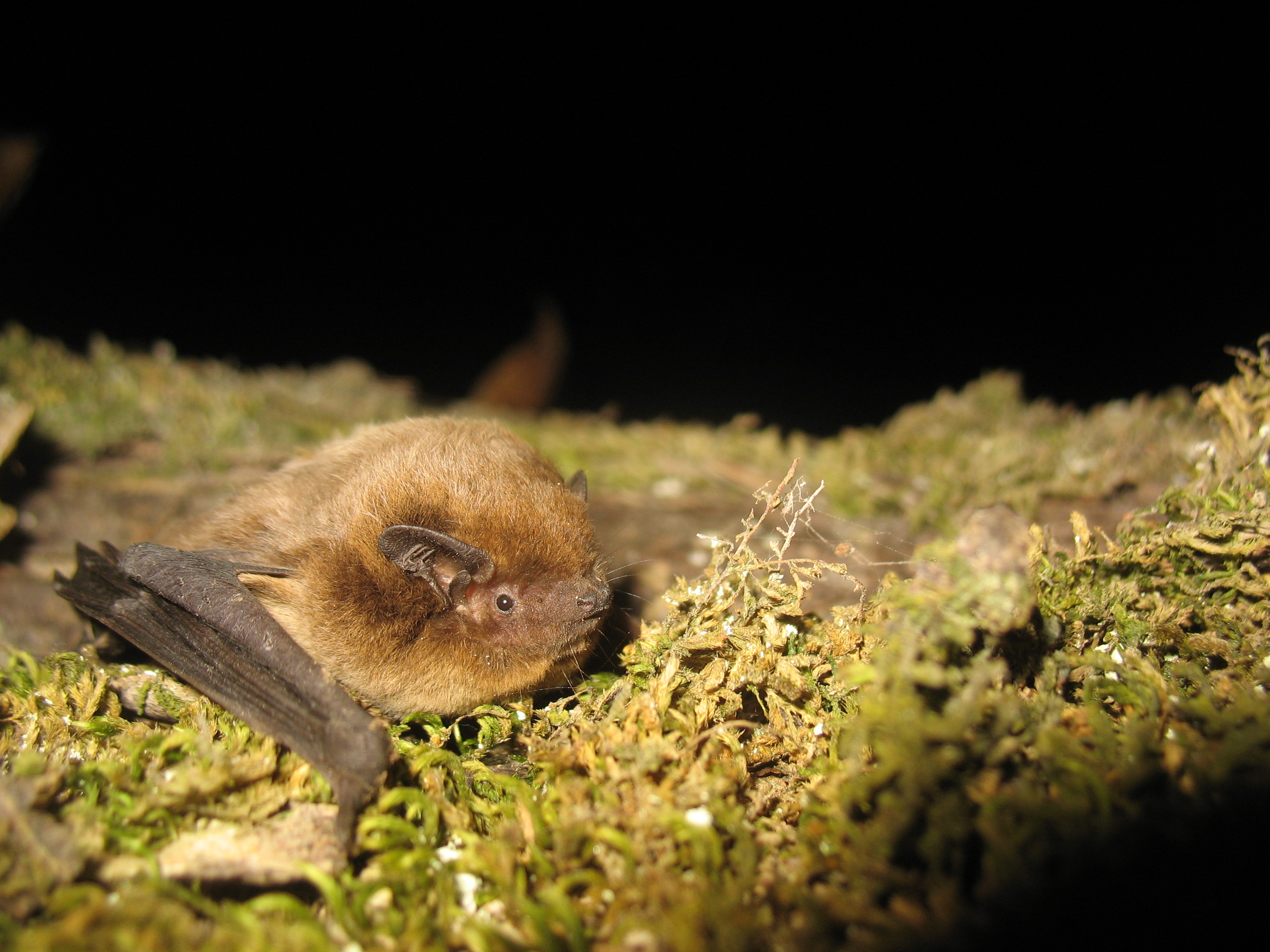 20052013074835 572 art 581 pipistrellus nathusii f primoz presetnik