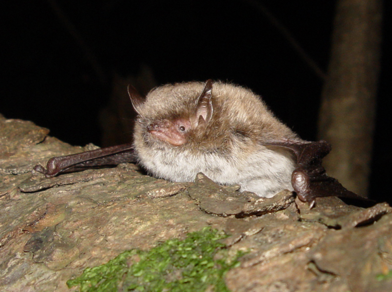 20052013075934 573 art 585 myotis daubentonii f primoz presetnik