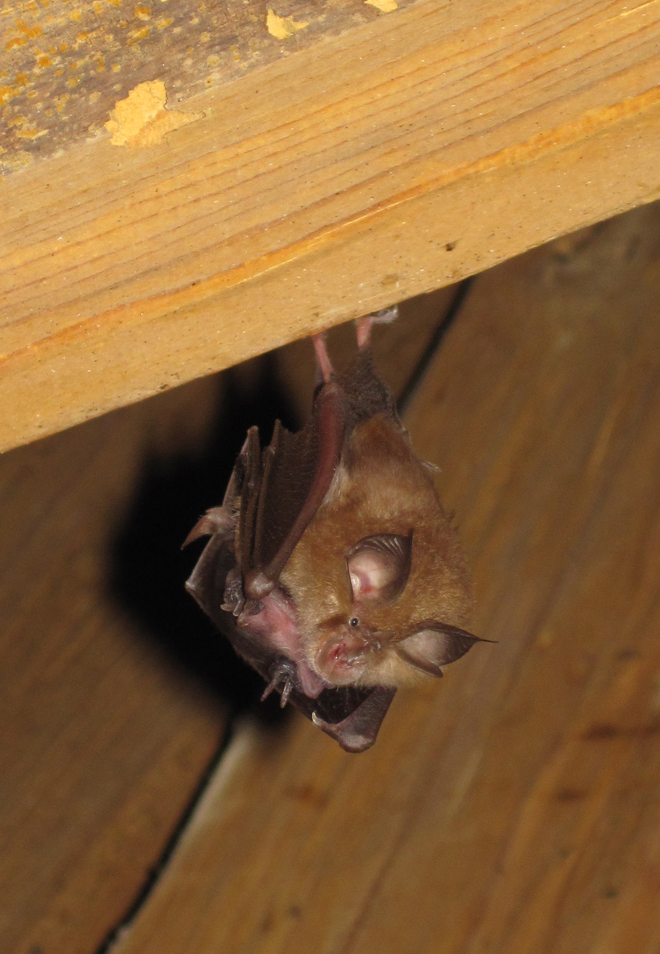 20052013082549 574 art 589 rhinolophus hipposideros with cup f primoz presetnik