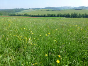 20052013091955 576 lebensraum 1121 p1010727