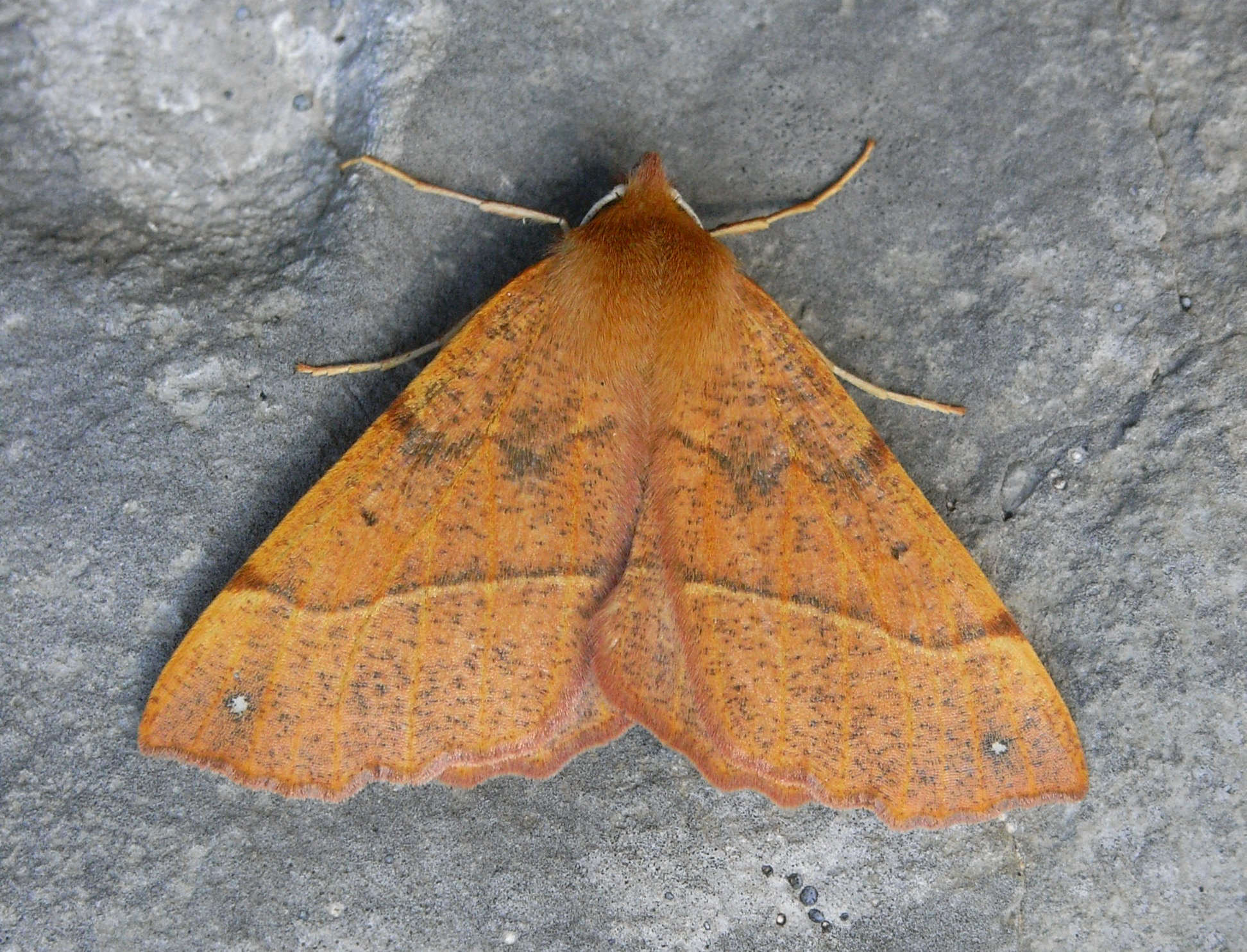 20052013101009 580 art 381 16935 slo podgorje 0811