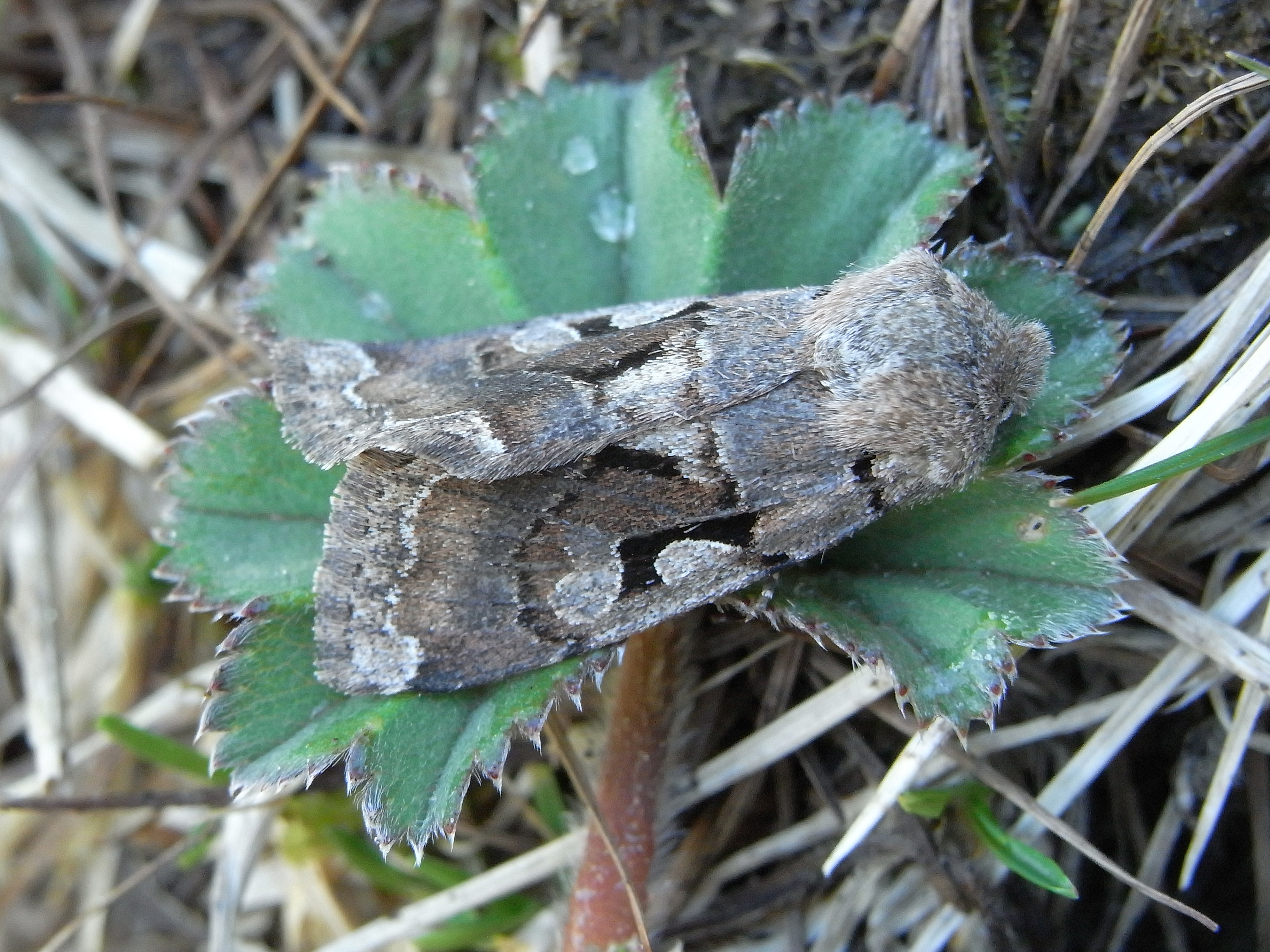 20052013102126 584 art 609 19052013224859 570 art 609 dst 05 91