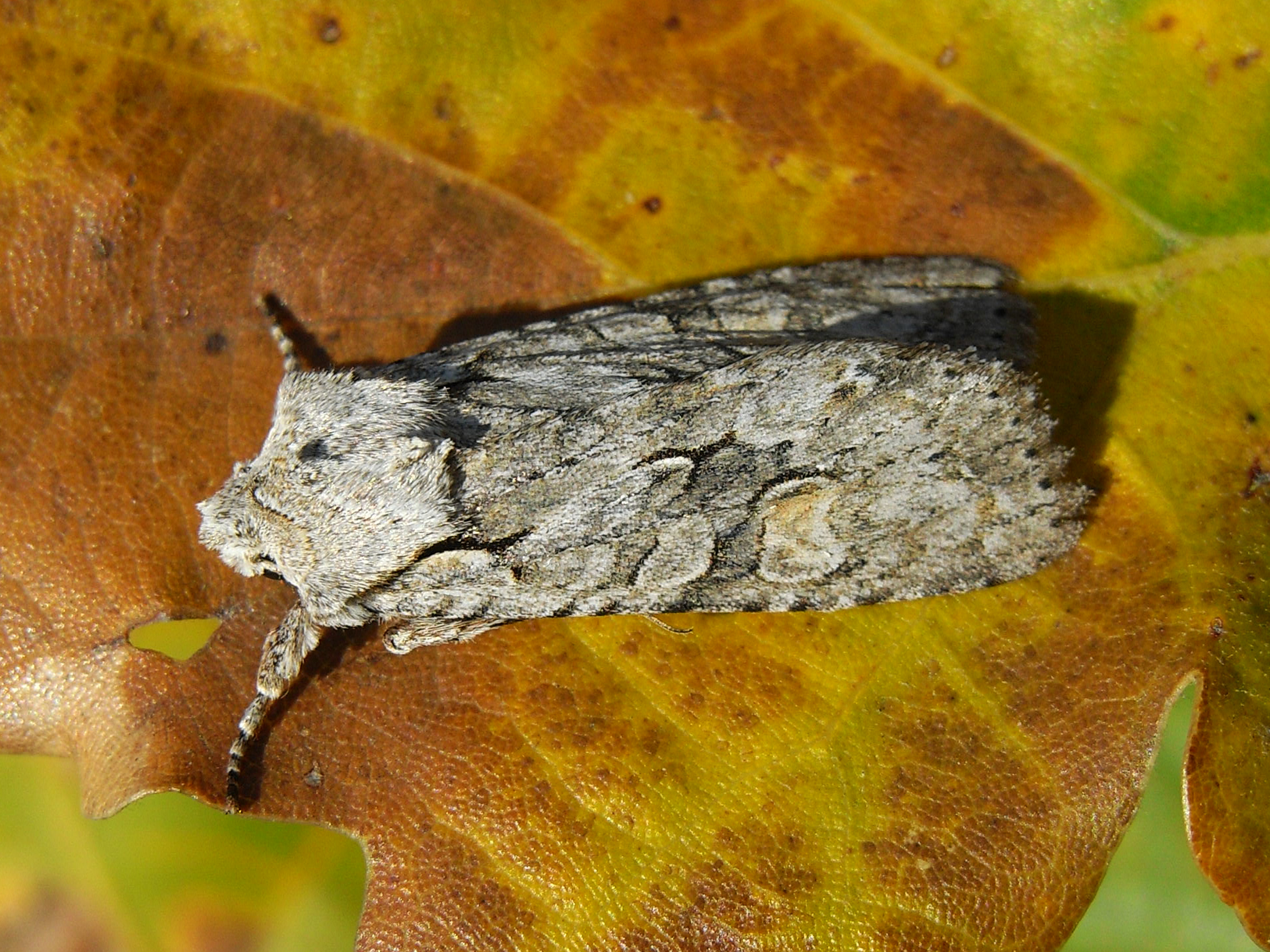 20052013102252 585 art 590 16932 slo podgorje 0811