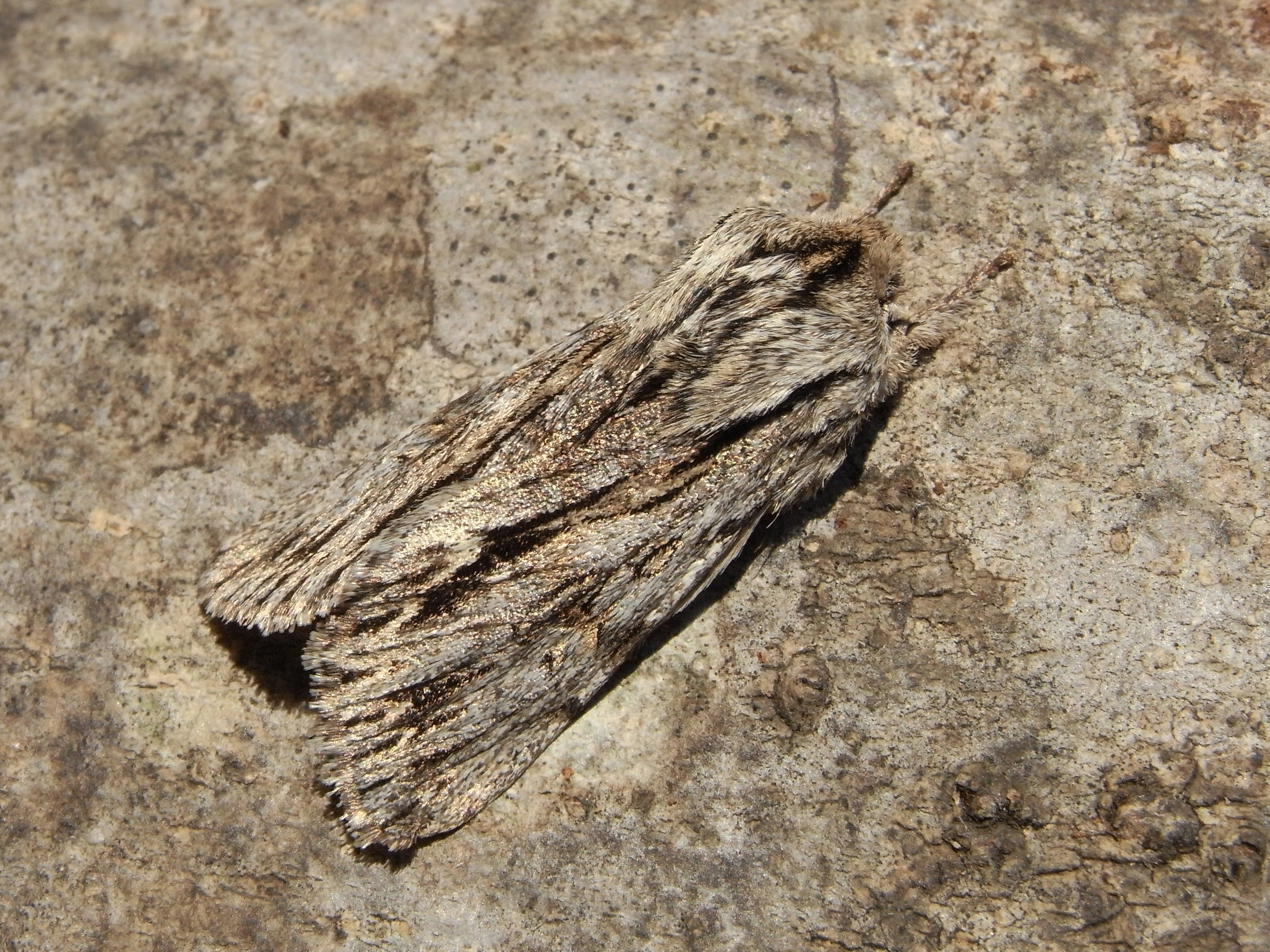 20052013102357 586 art 593 24975 podgorje 1111