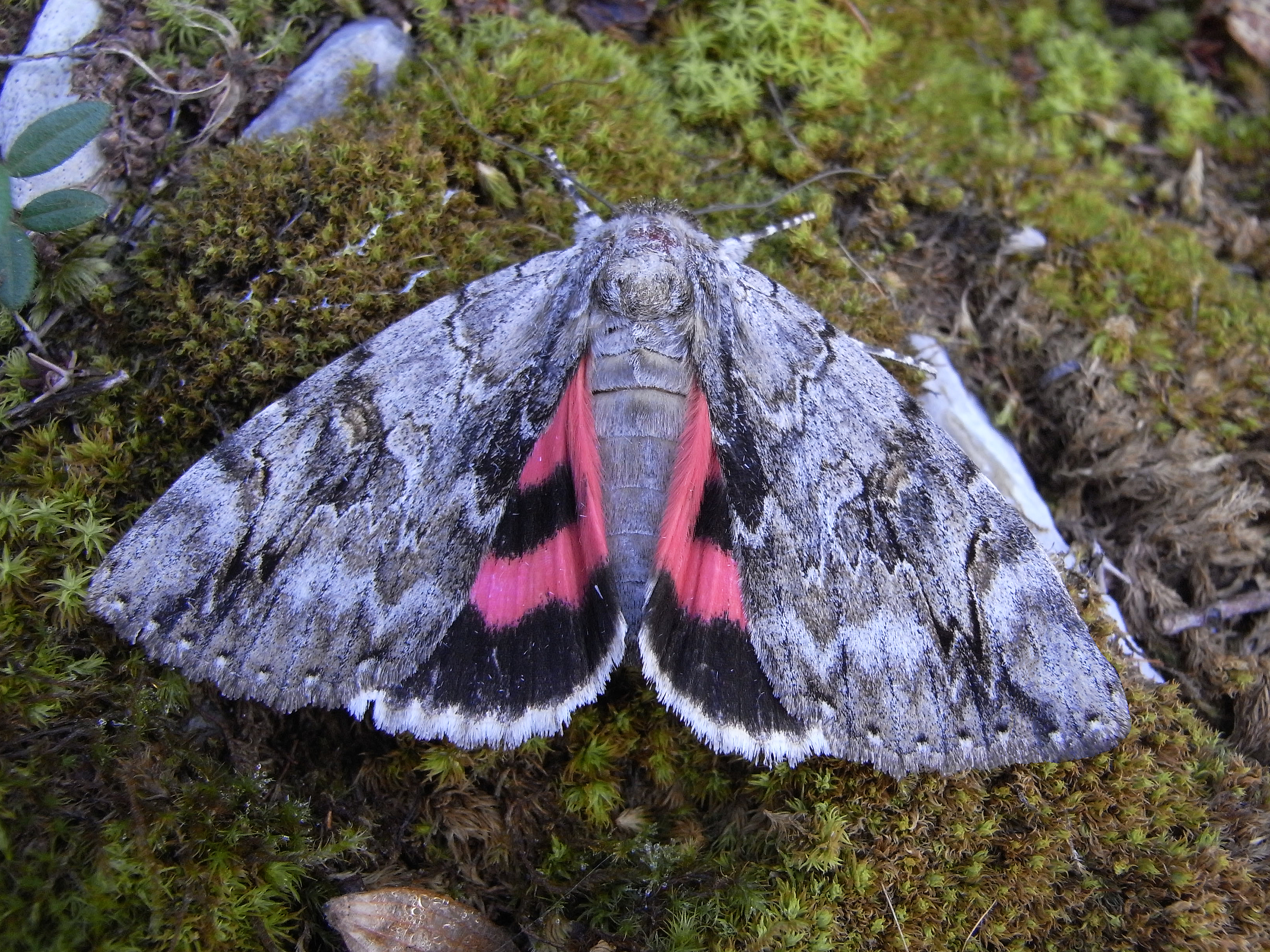 20052013103011 588 art 533 24234 fj amaro 1109