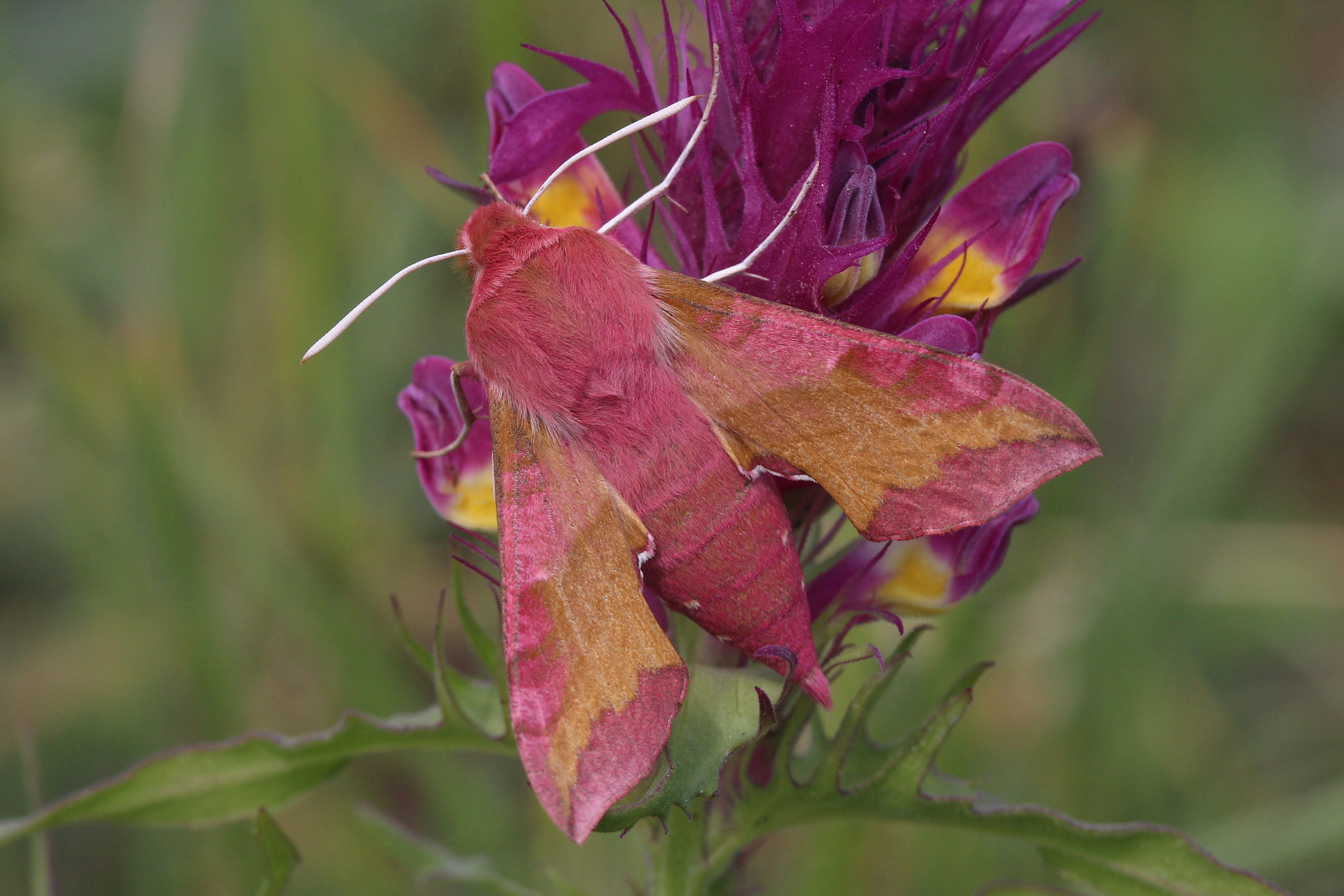 20052013110128 589 art 611 deilephila porcellus 21b