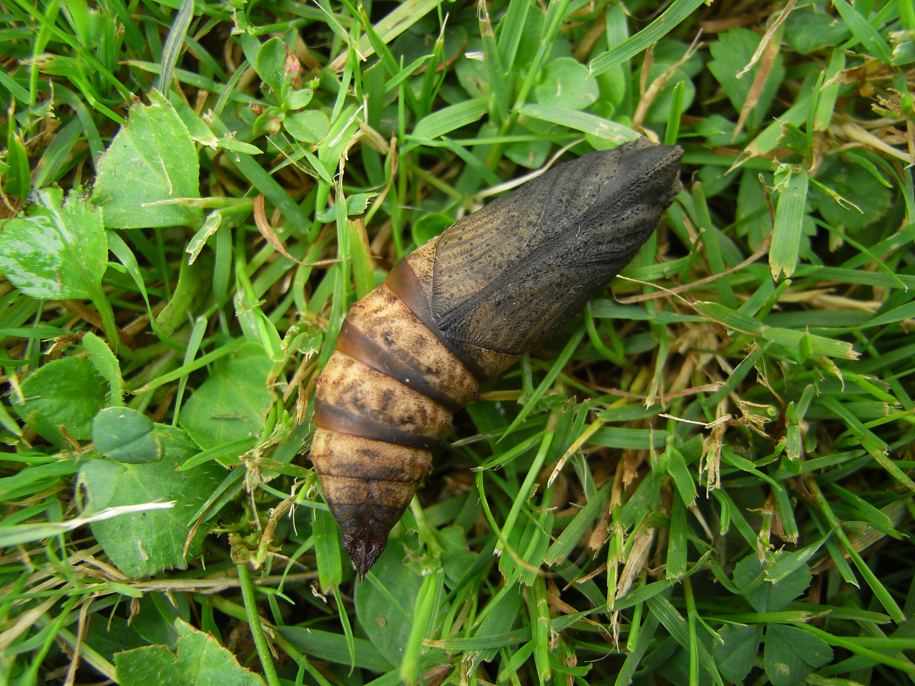 20052013110416 590 art 611 deilephila porcellus 21