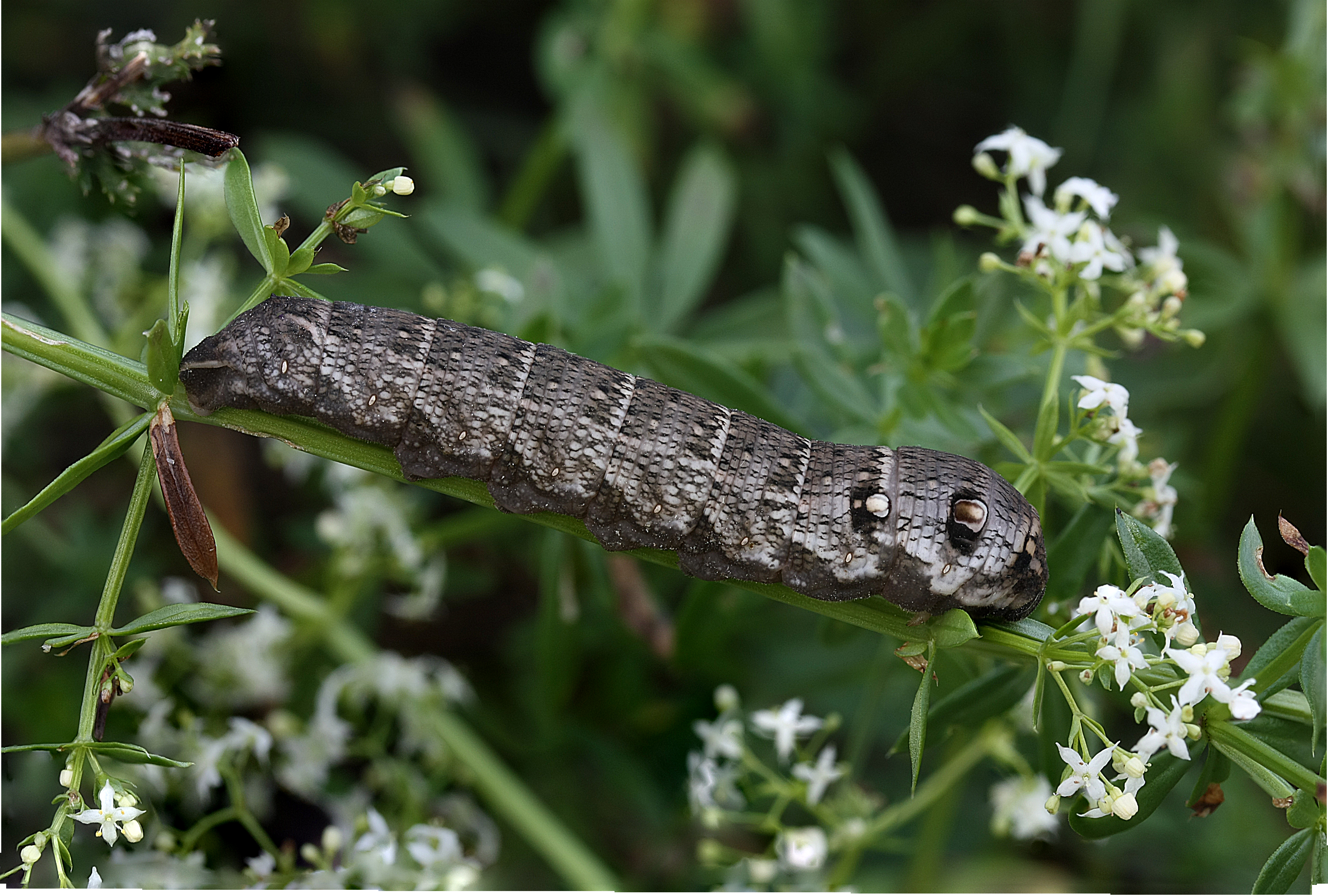 20052013110521 591 art 611 deilephila porcellus 23