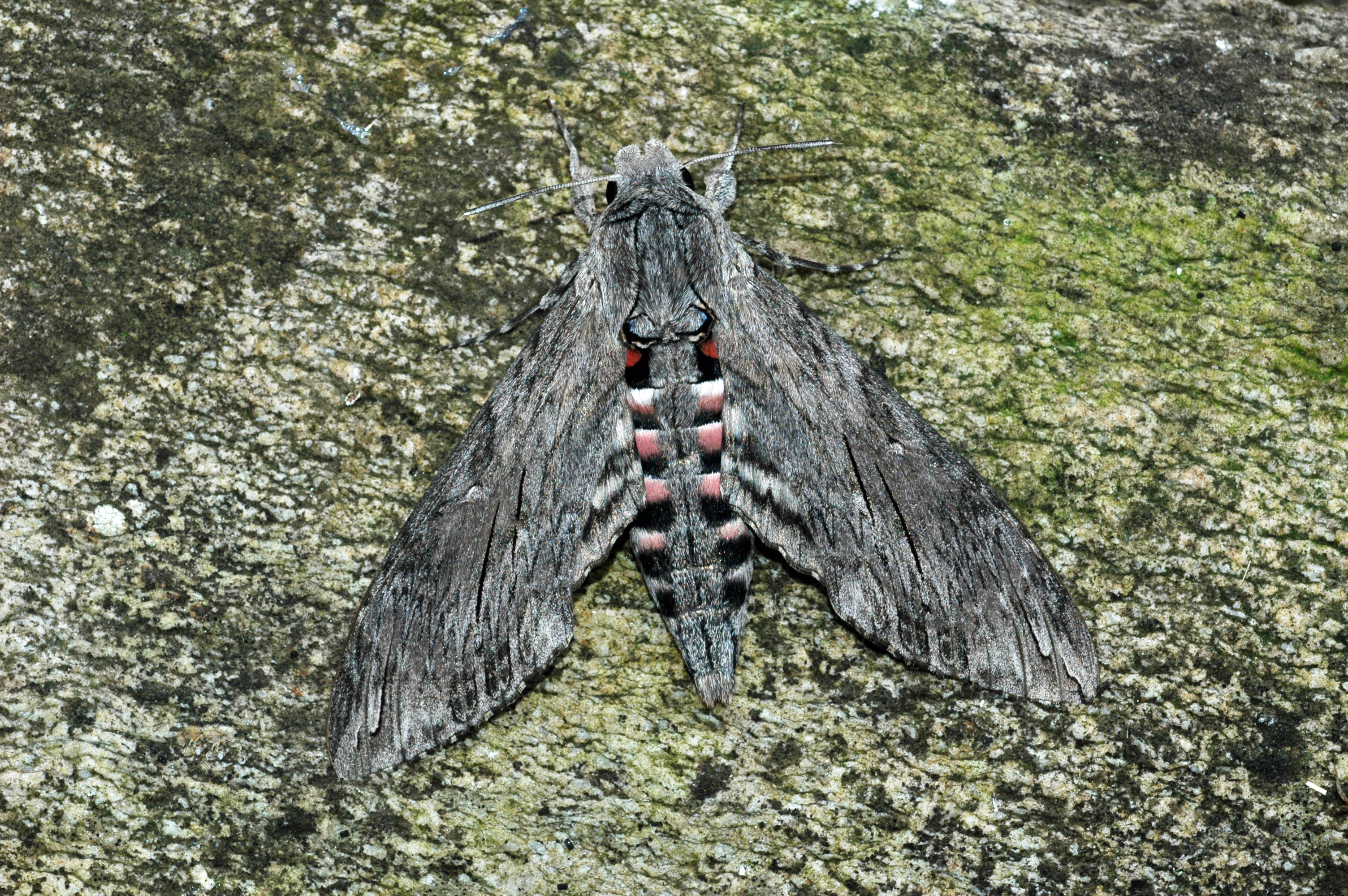 20052013114026 593 art 612 agrius convolvuli 10