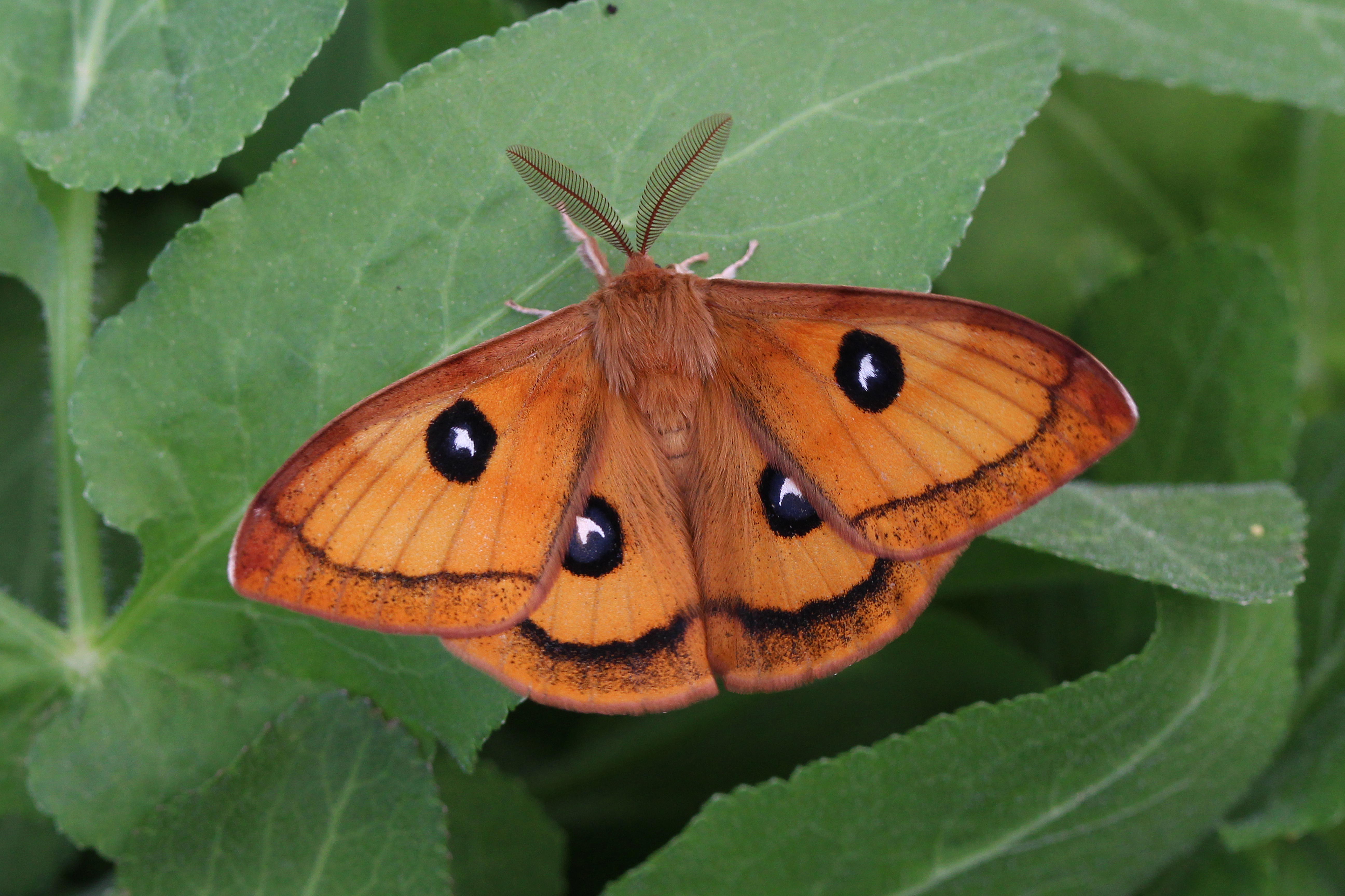 20052013115504 596 art 613 aglia tau 2