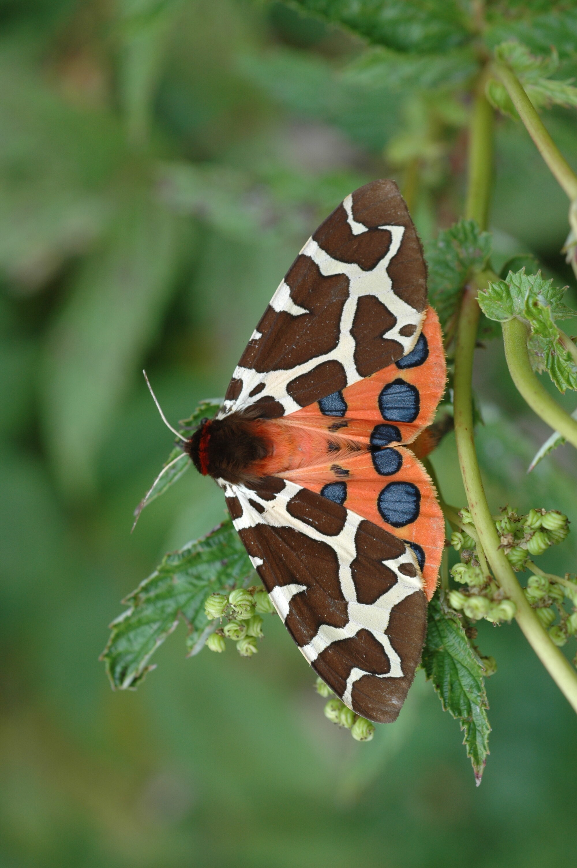 20052013120727 598 art 614 arctia caja 31