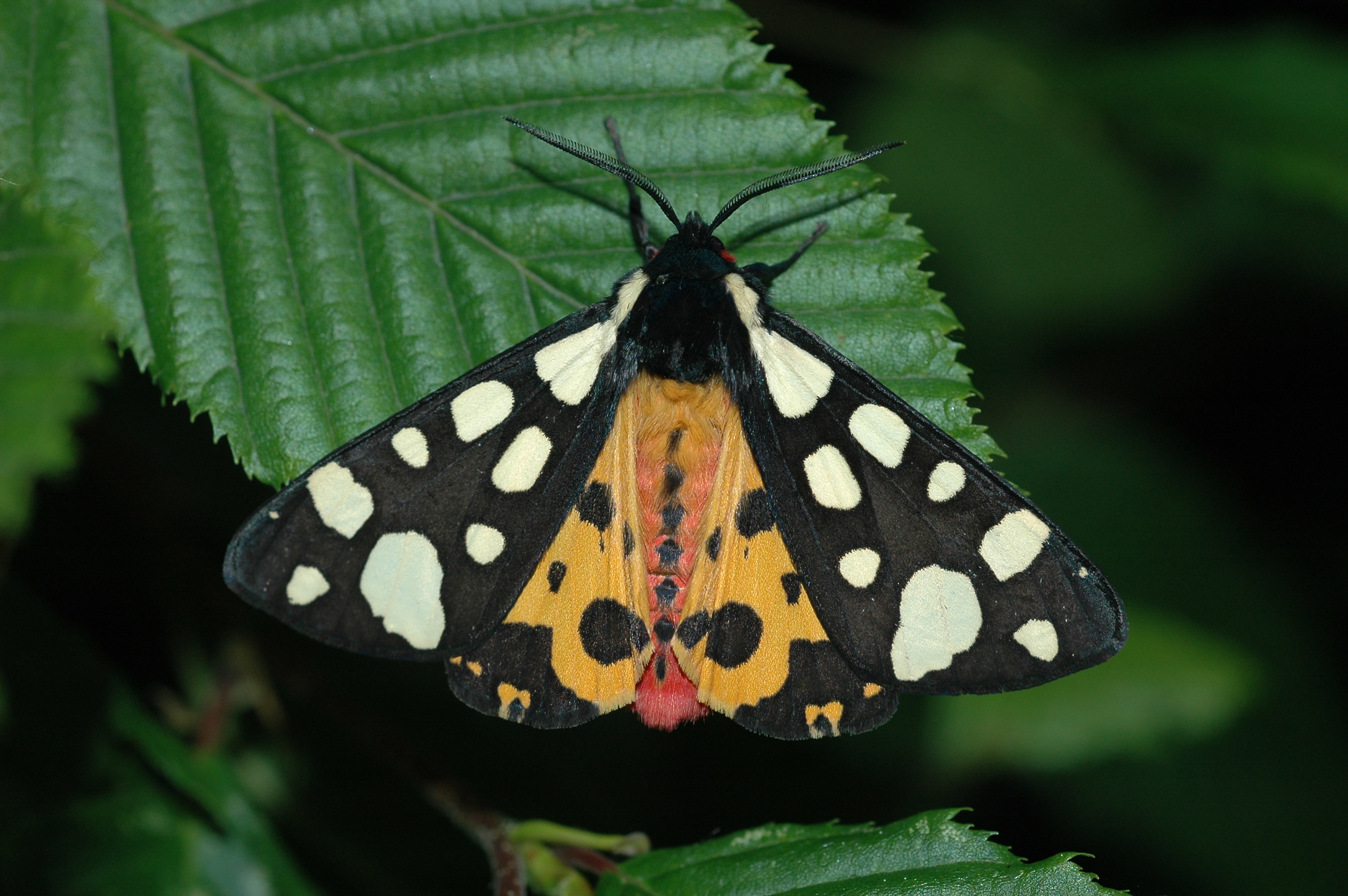 20052013121459 599 art 615 arctia villica 30