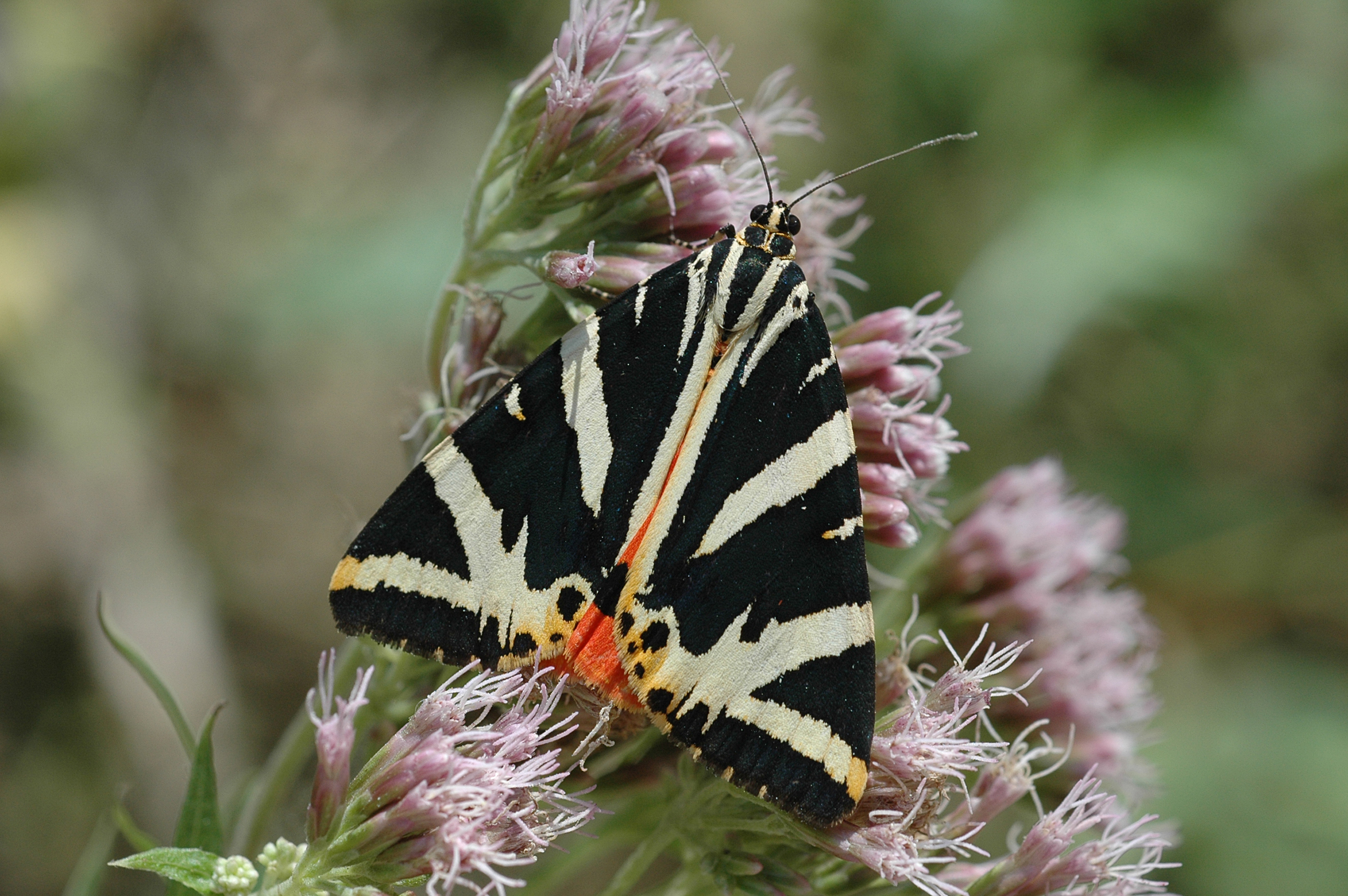 20052013122200 600 art 616 euplagia quadripunctaria 21b