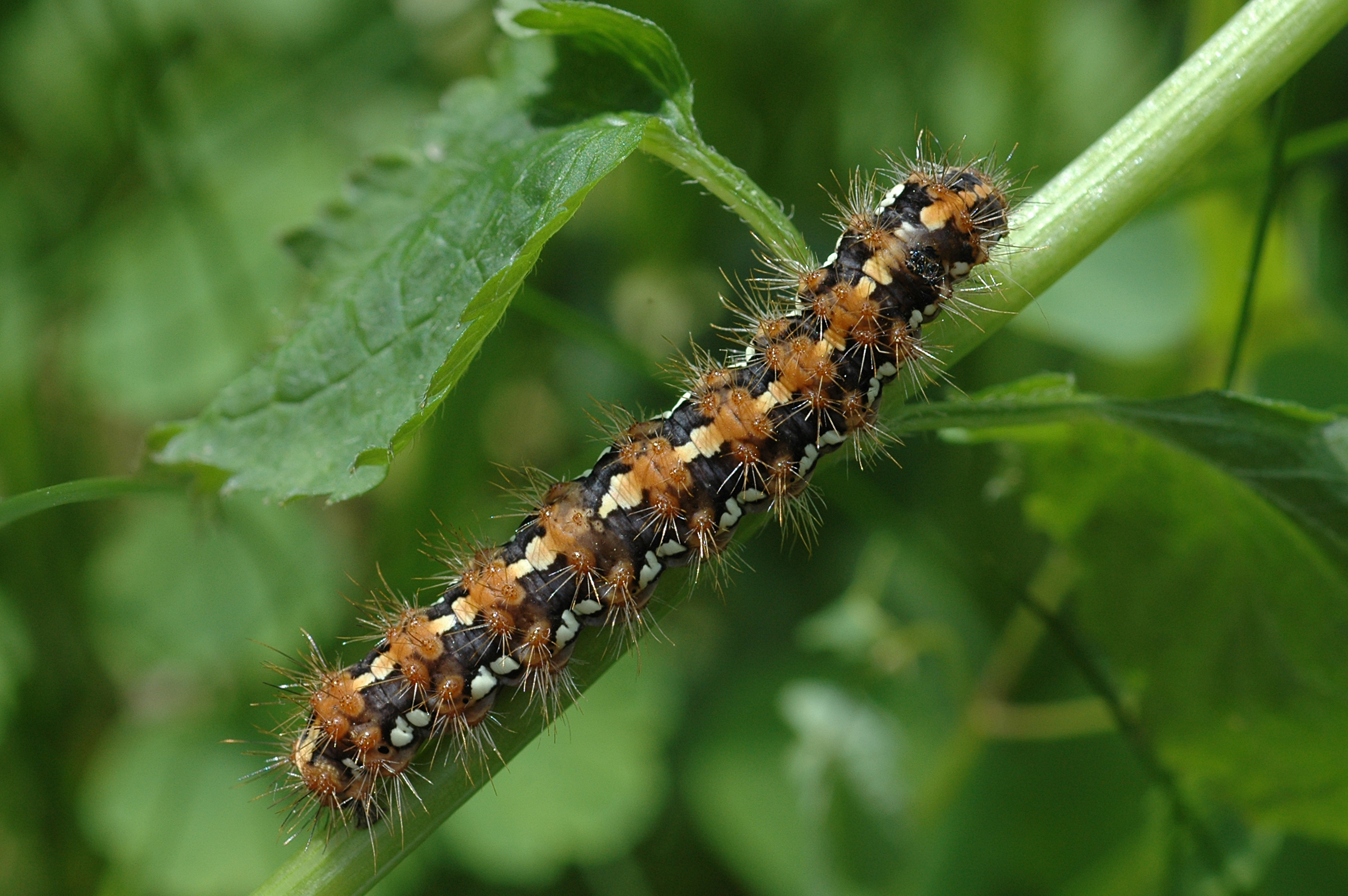 20052013122246 601 art 616 euplagia quadripunctaria 21a