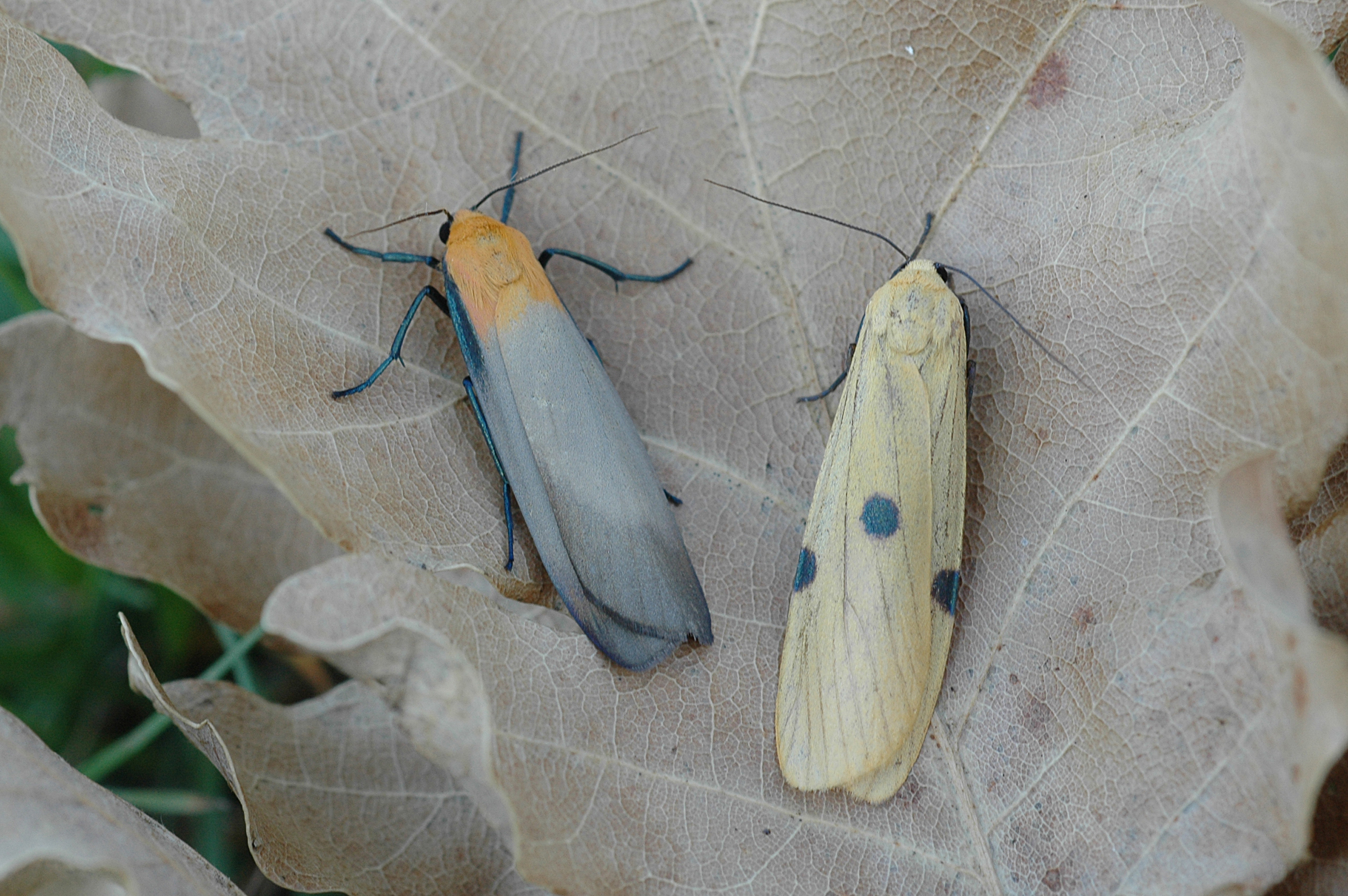 20052013123121 602 art 617 lithosia quadra 21