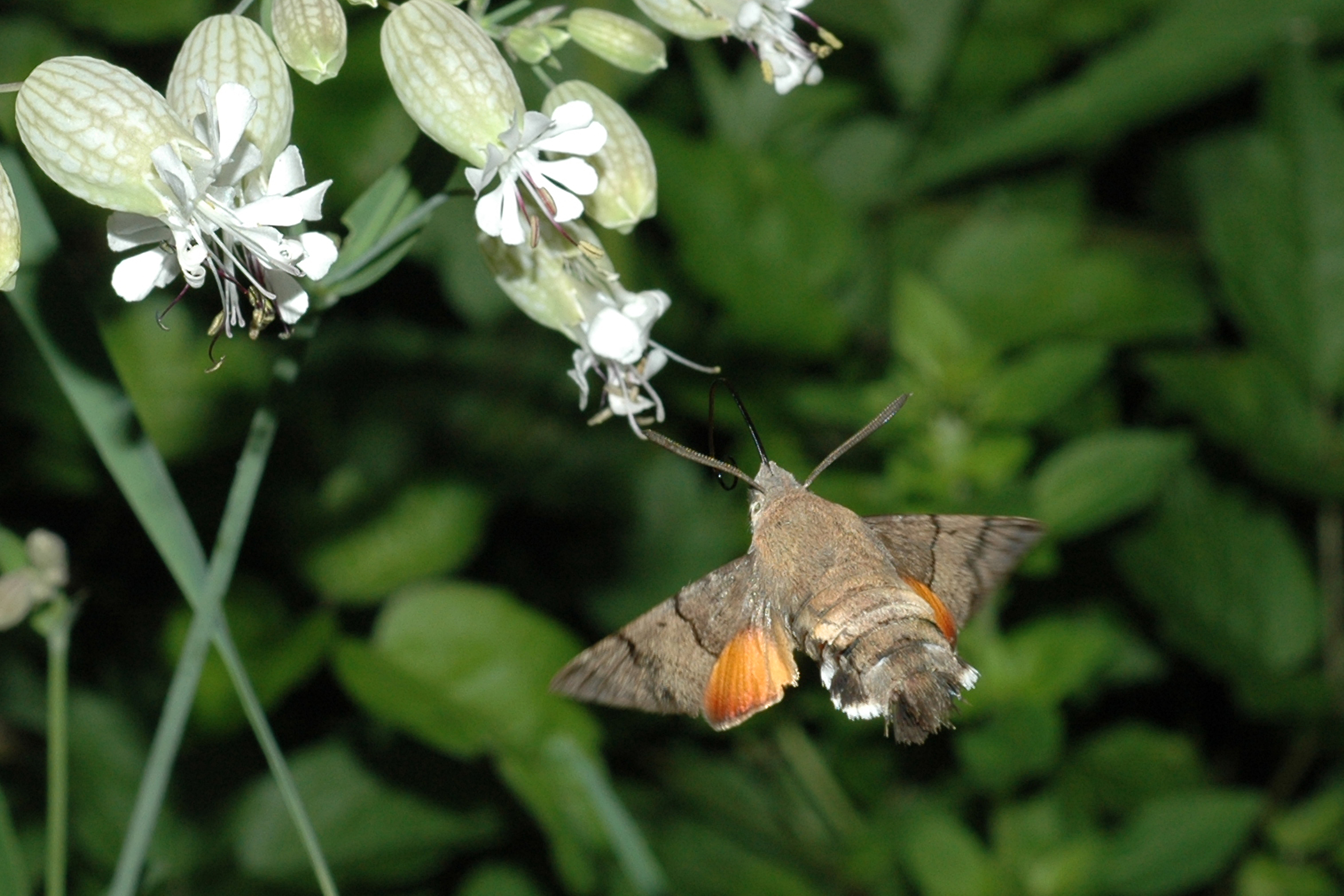 20052013131905 604 art 618 macroglossum stellatarum 6b