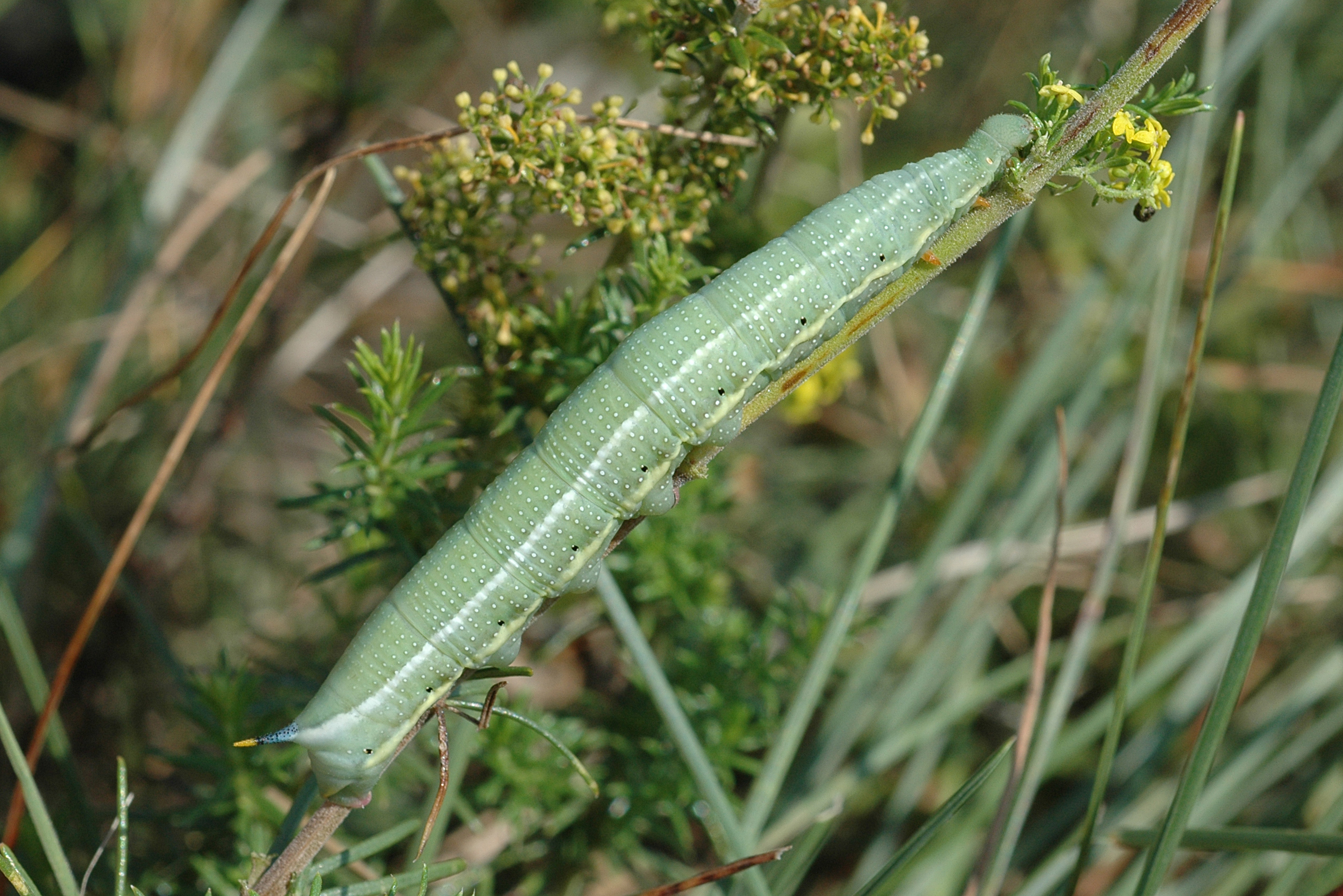 20052013132122 605 art 618 macr stellatarum 13a