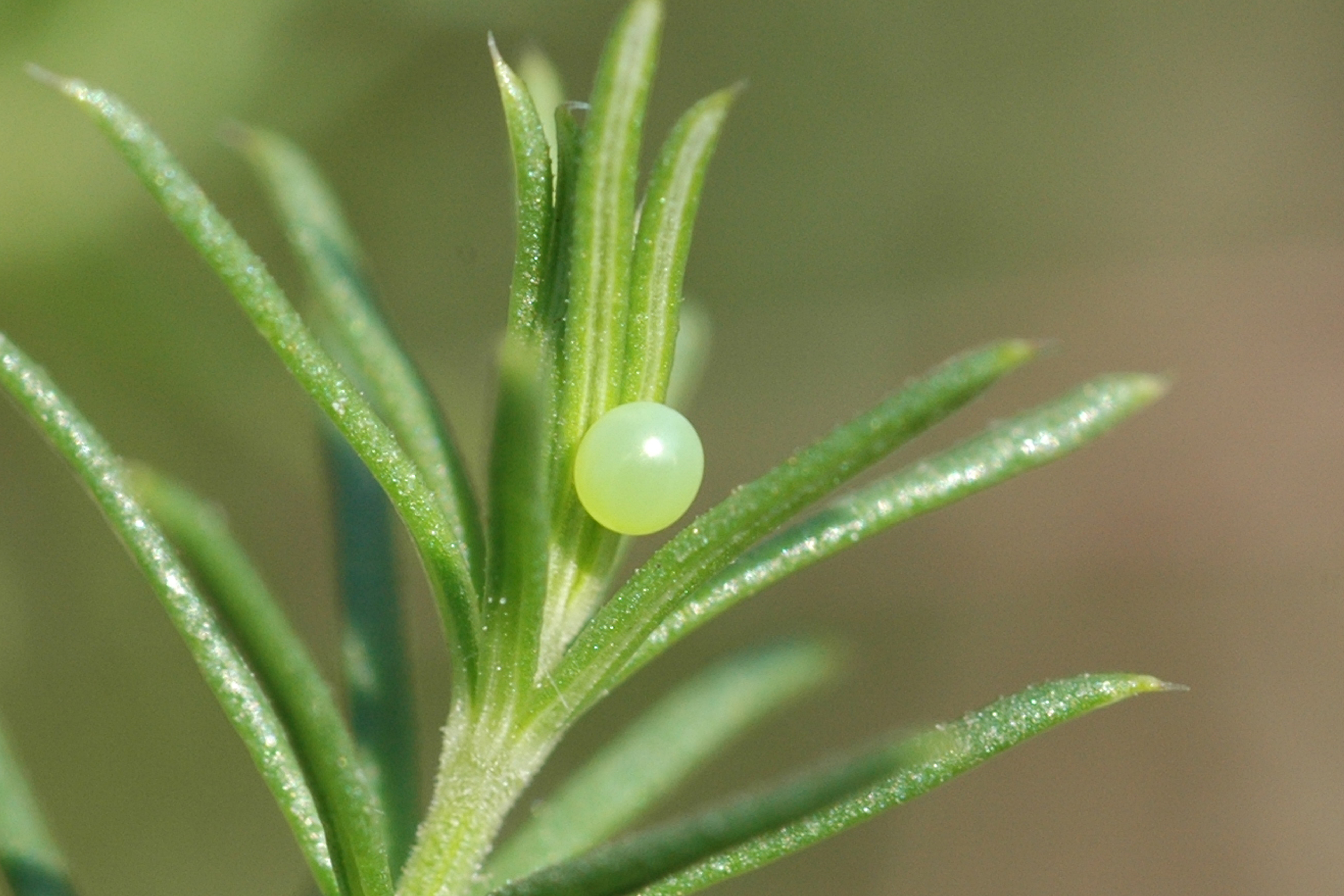 20052013132624 606 art 618 macr stellatarum 9b