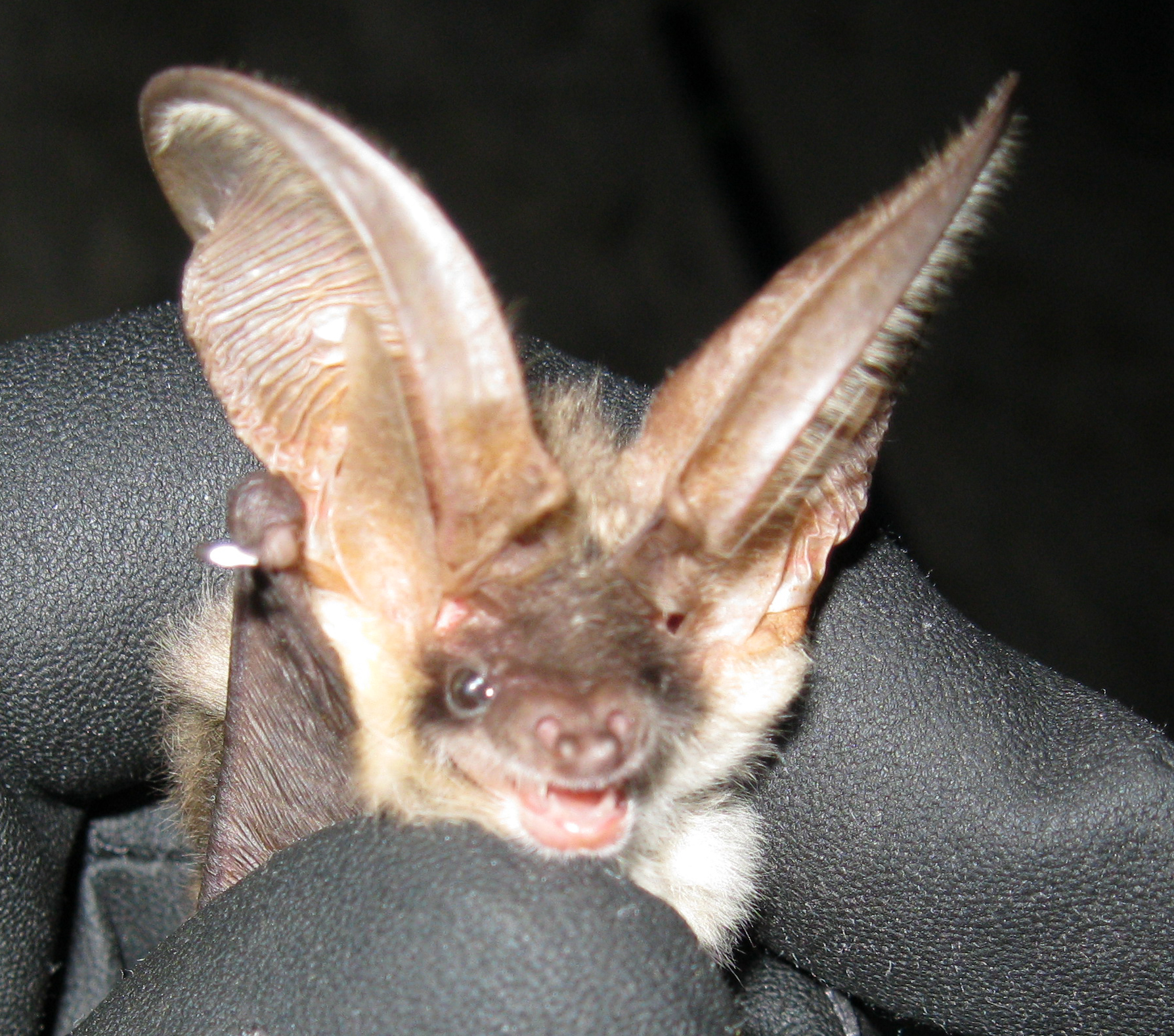 20052013141816 607 art 622 graues langohr gebhardt 01