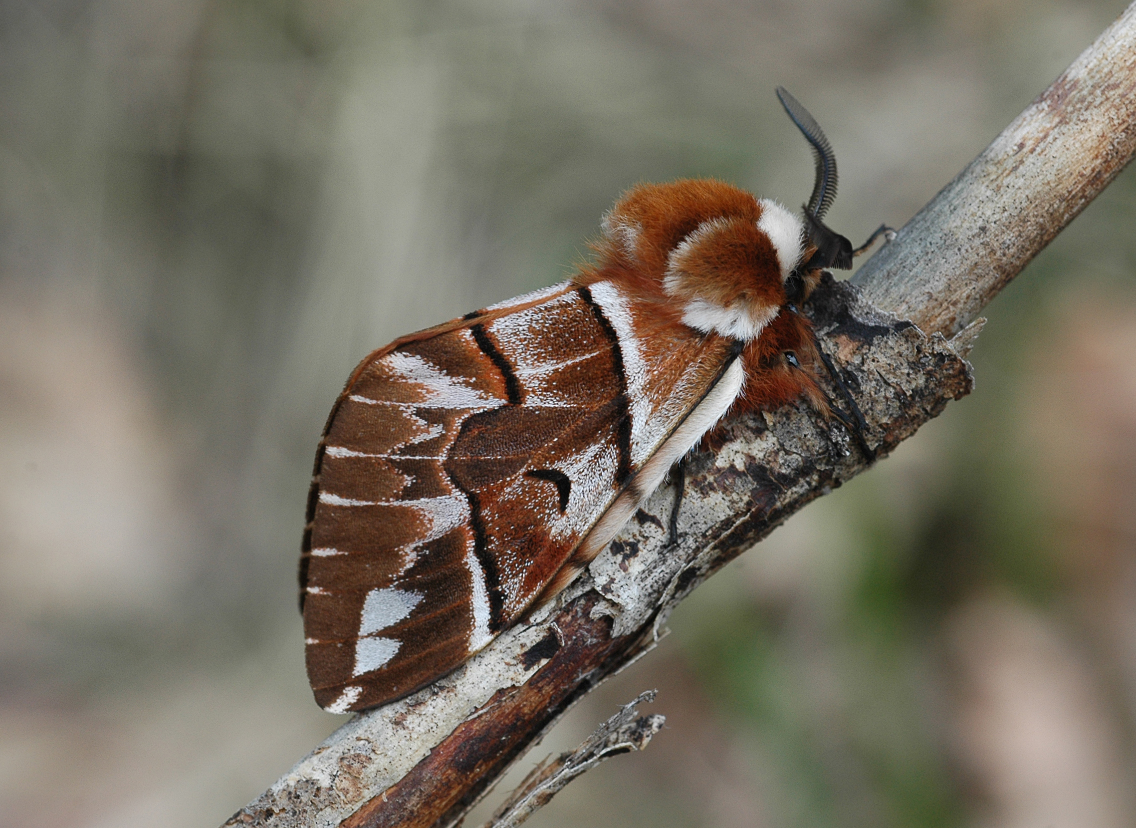 20052013174648 608 art 623 endromis versicolora 6