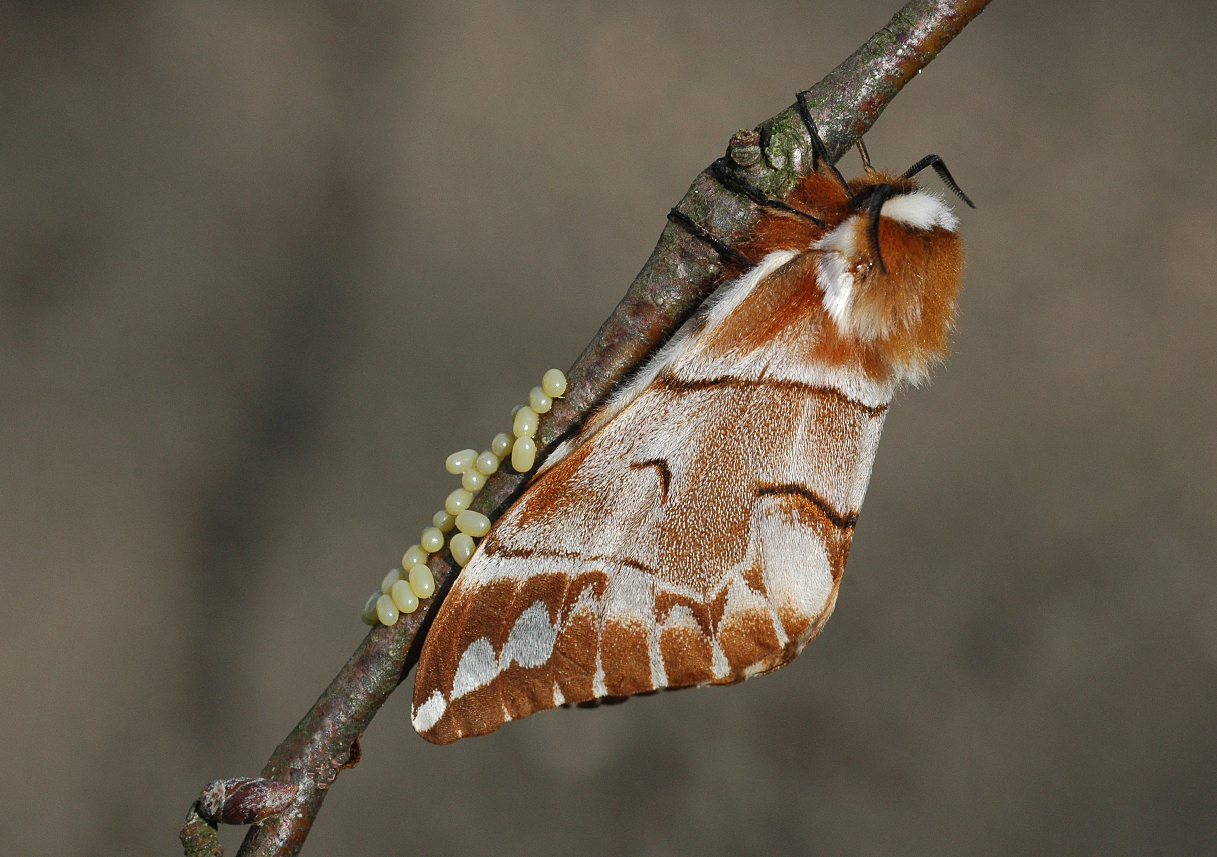 20052013174746 609 art 623 endromis versicolora 60