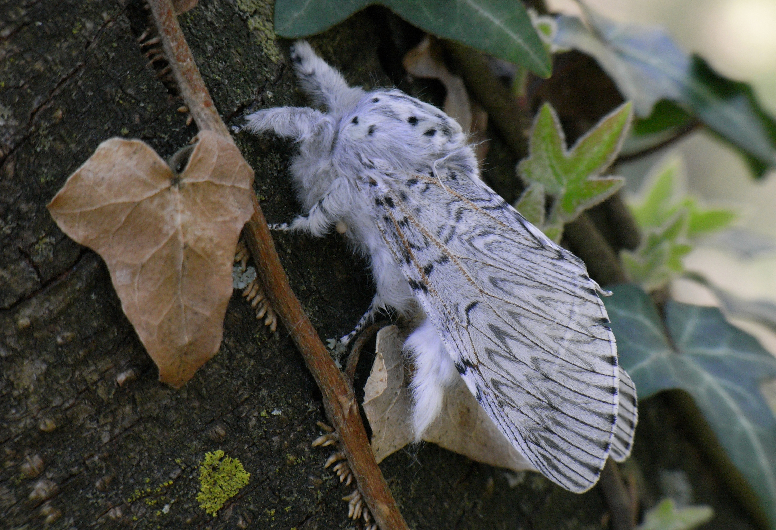 20052013183845 618 art 627 cerura vinula 6