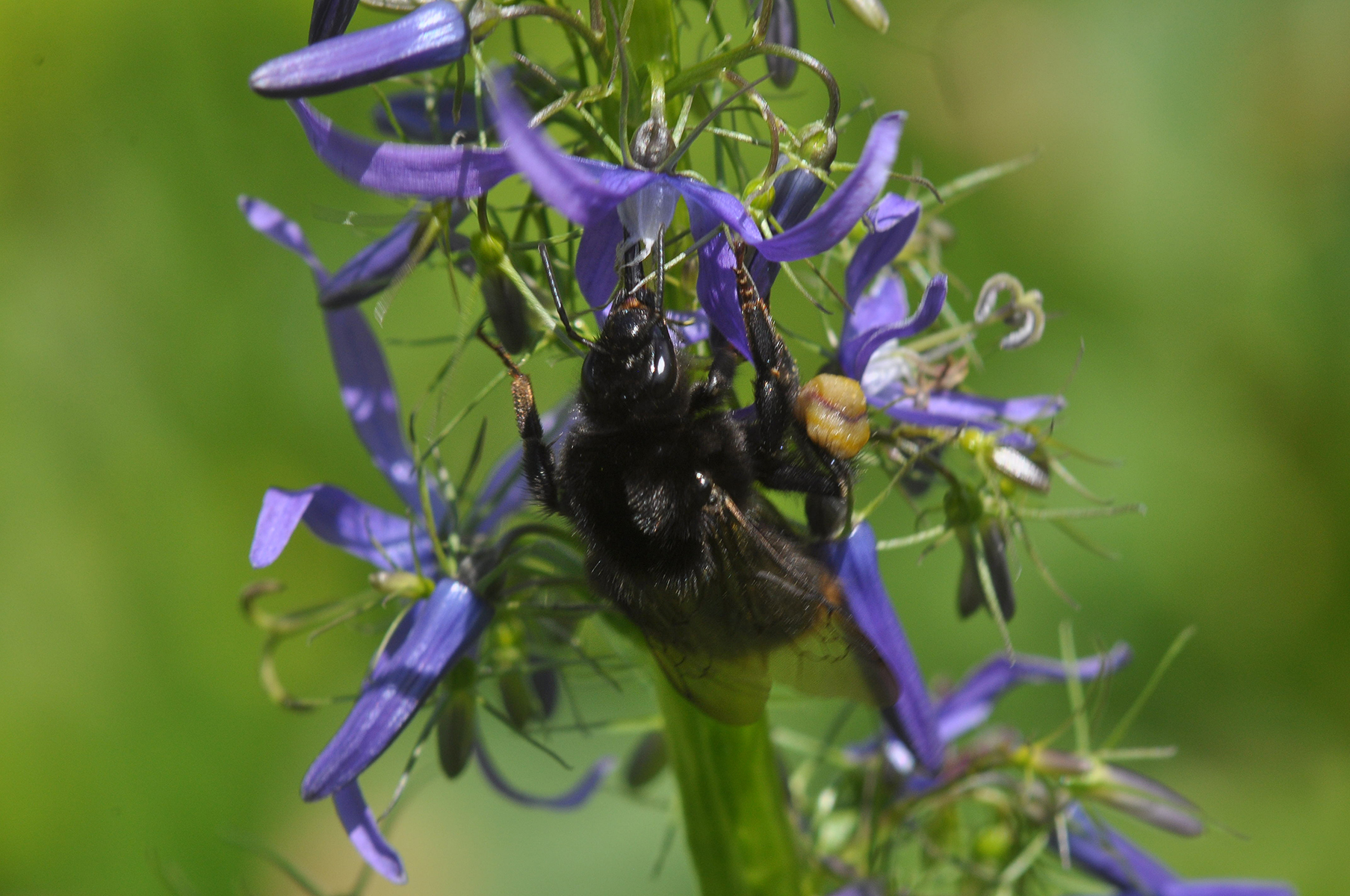 20052013185055 624 art 594 bombus soroeensis 01