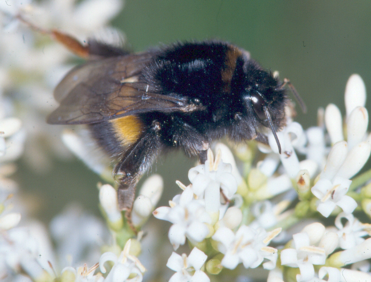20052013185326 625 art 373 bombus terrestris 01