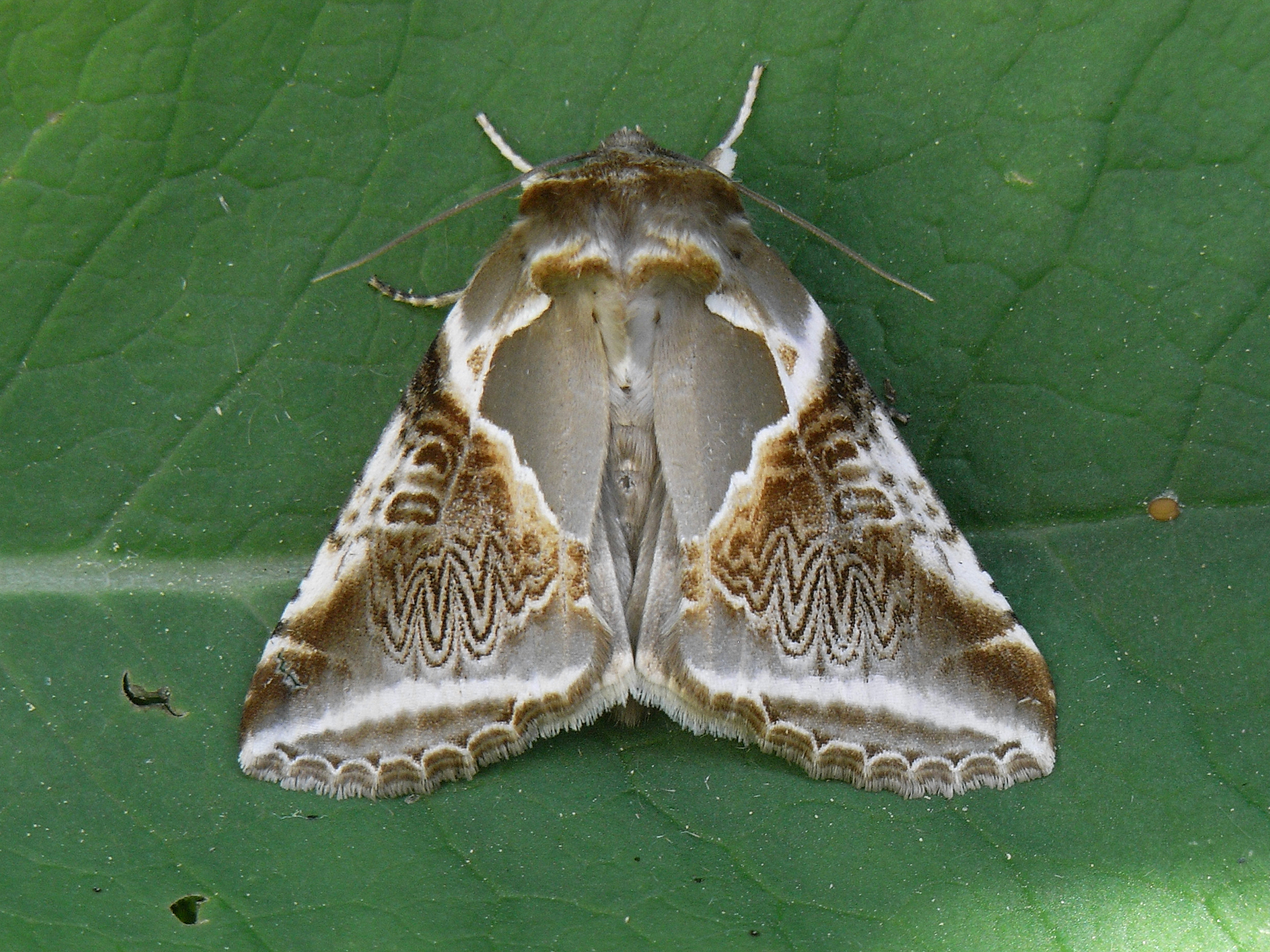 20052013185346 626 art 628 habrosyne pyritoides 20a