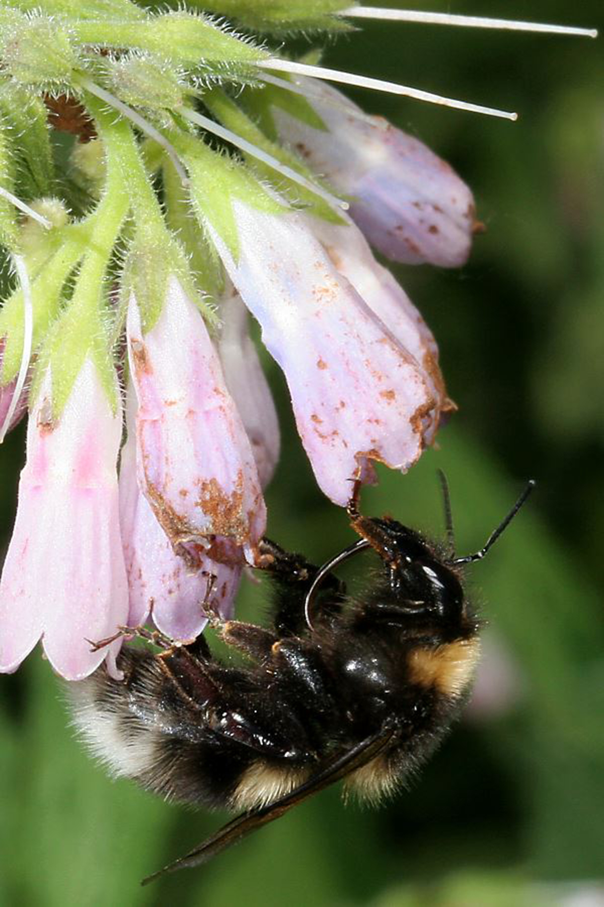 20052013190007 628 art 601 bombus hortorum 01