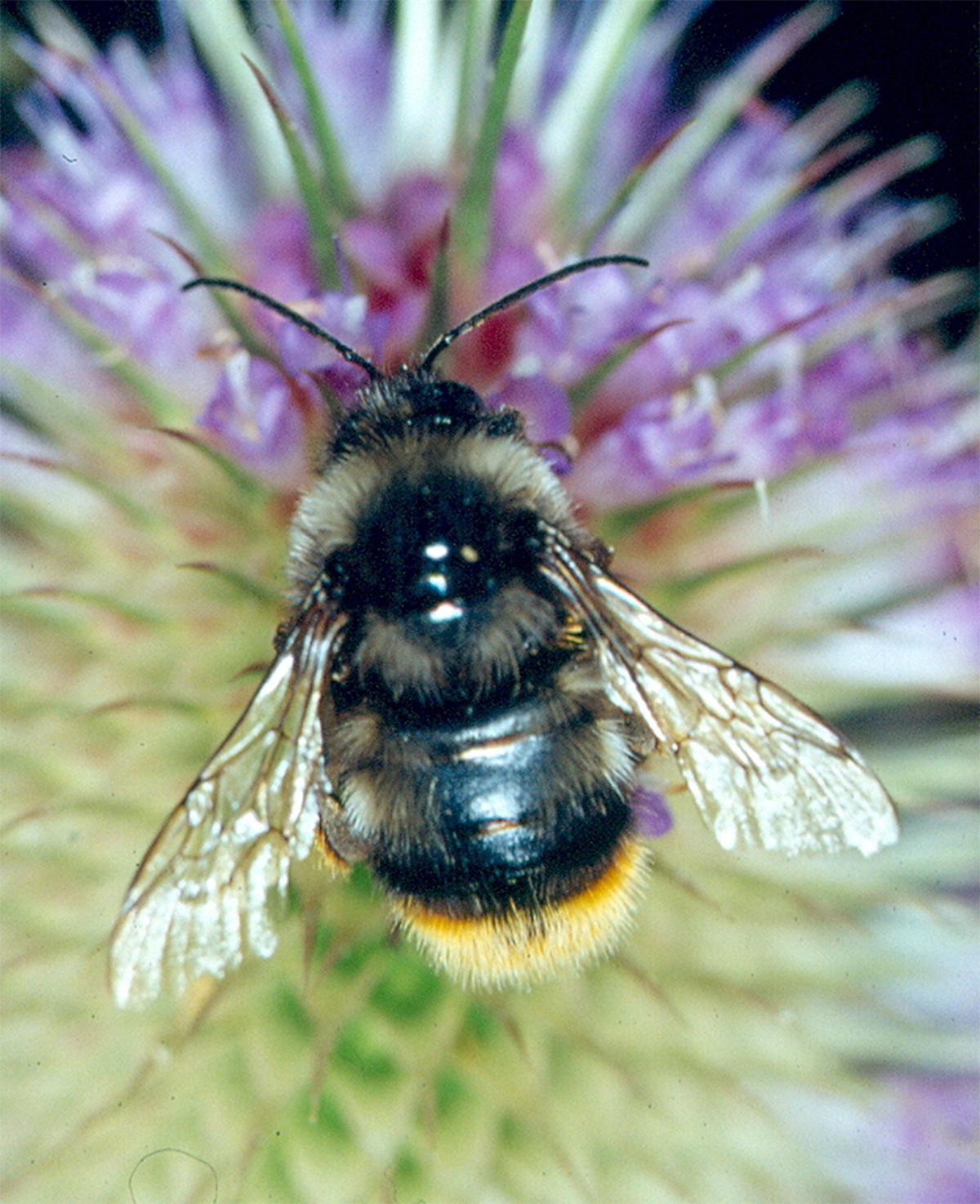 20052013190326 630 art 596 bombus ruderarius 01