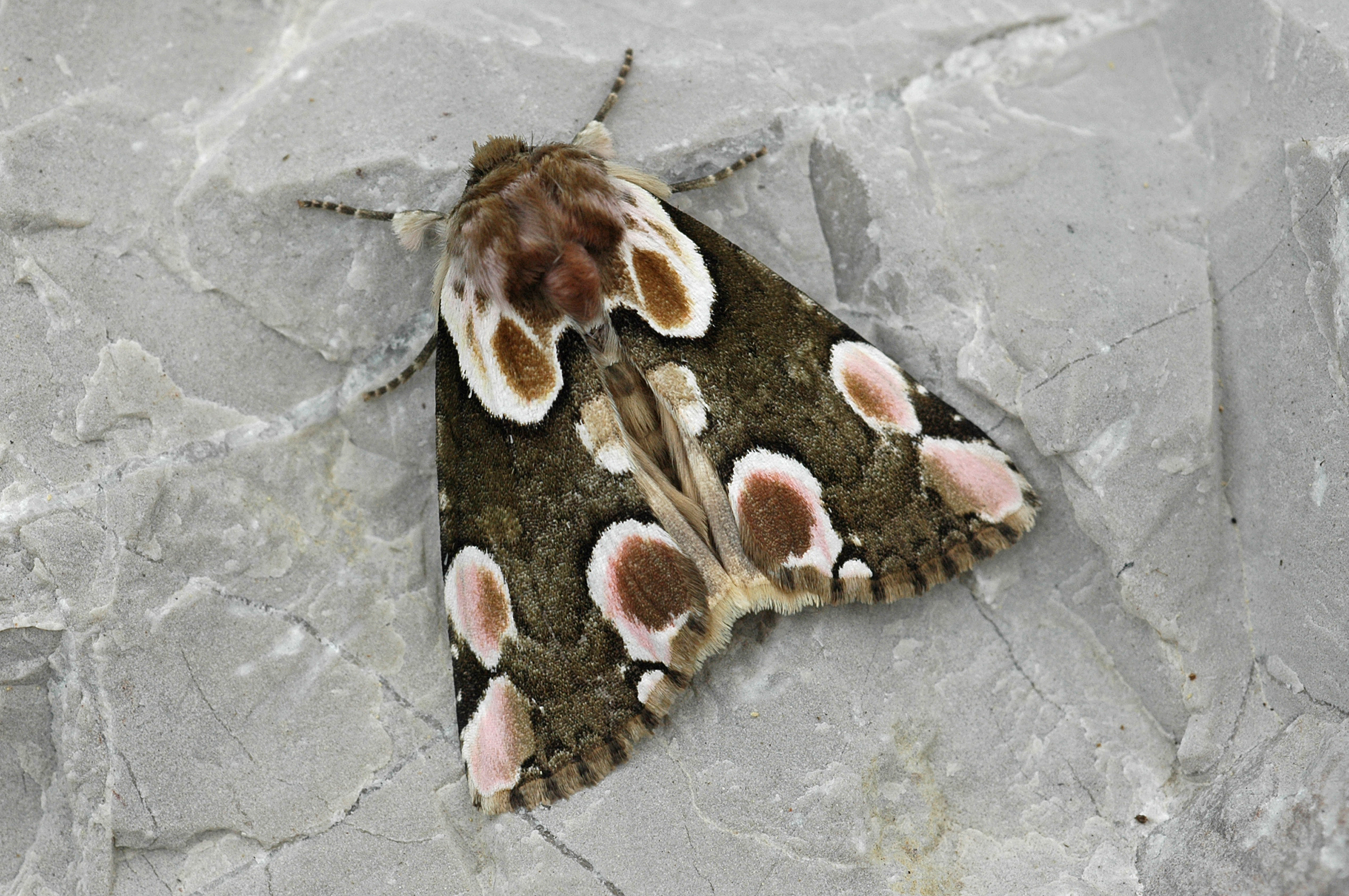 20052013190404 632 art 629 thyatira batis 6a