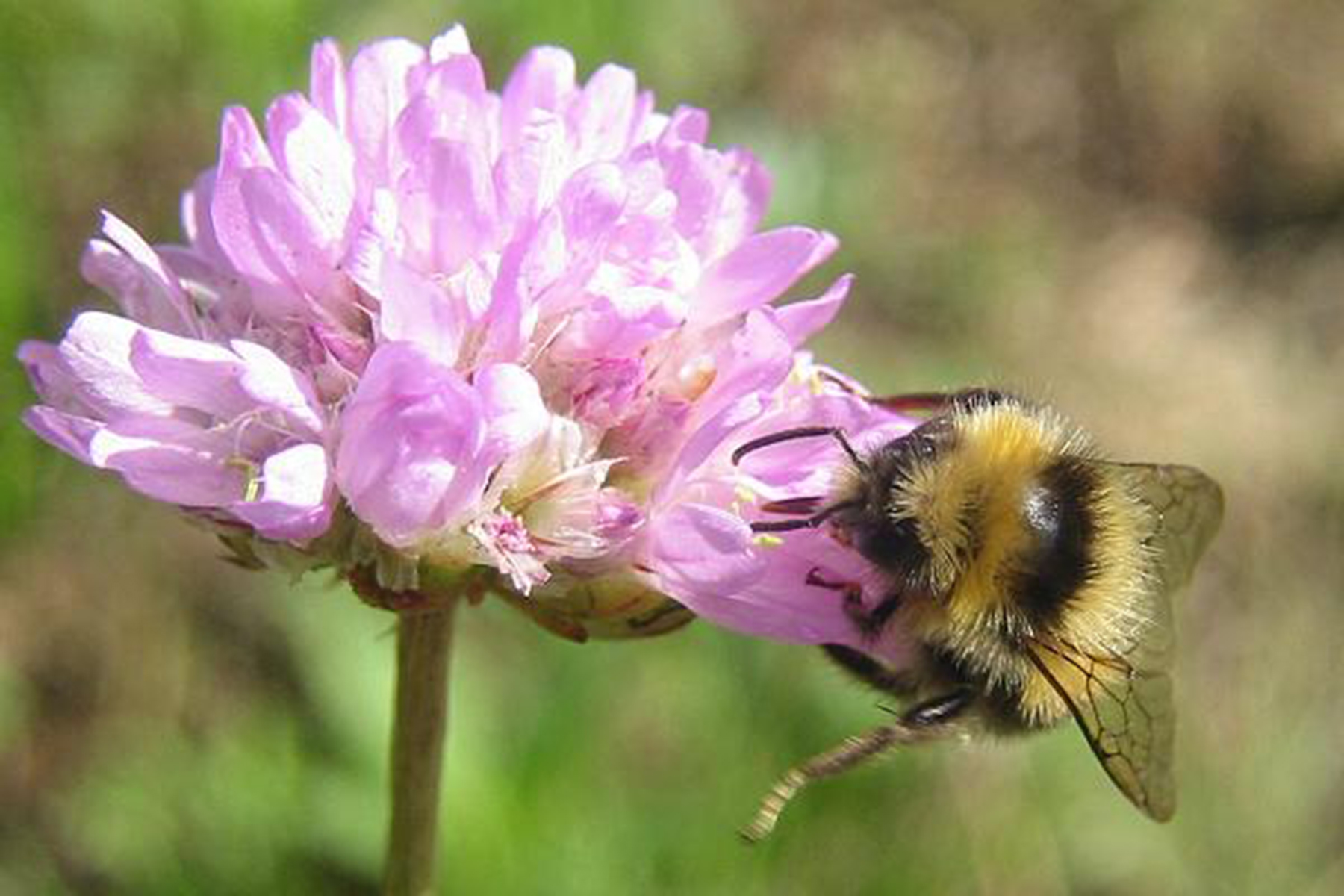 20052013190624 633 art 592 bombus jonellus 01