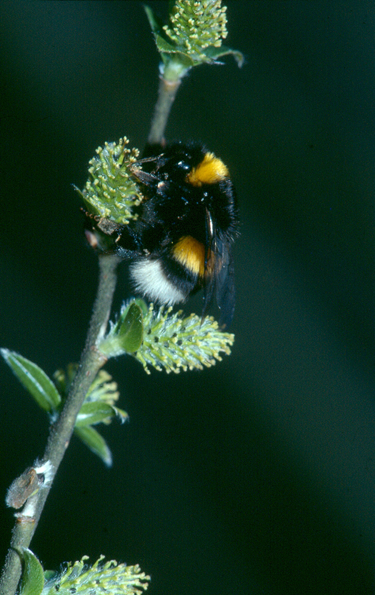 20052013190741 635 art 374 bombus lucorum 01