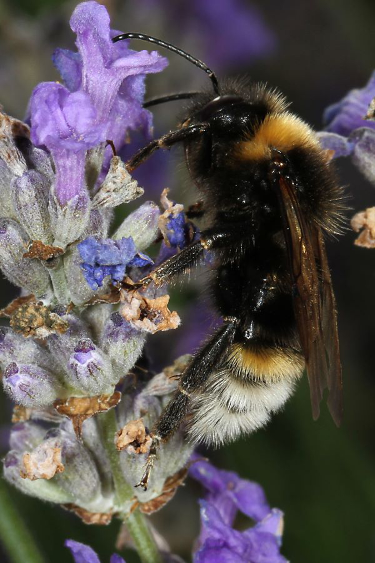 20052013191022 636 art 603 psithyrus vestalis 01