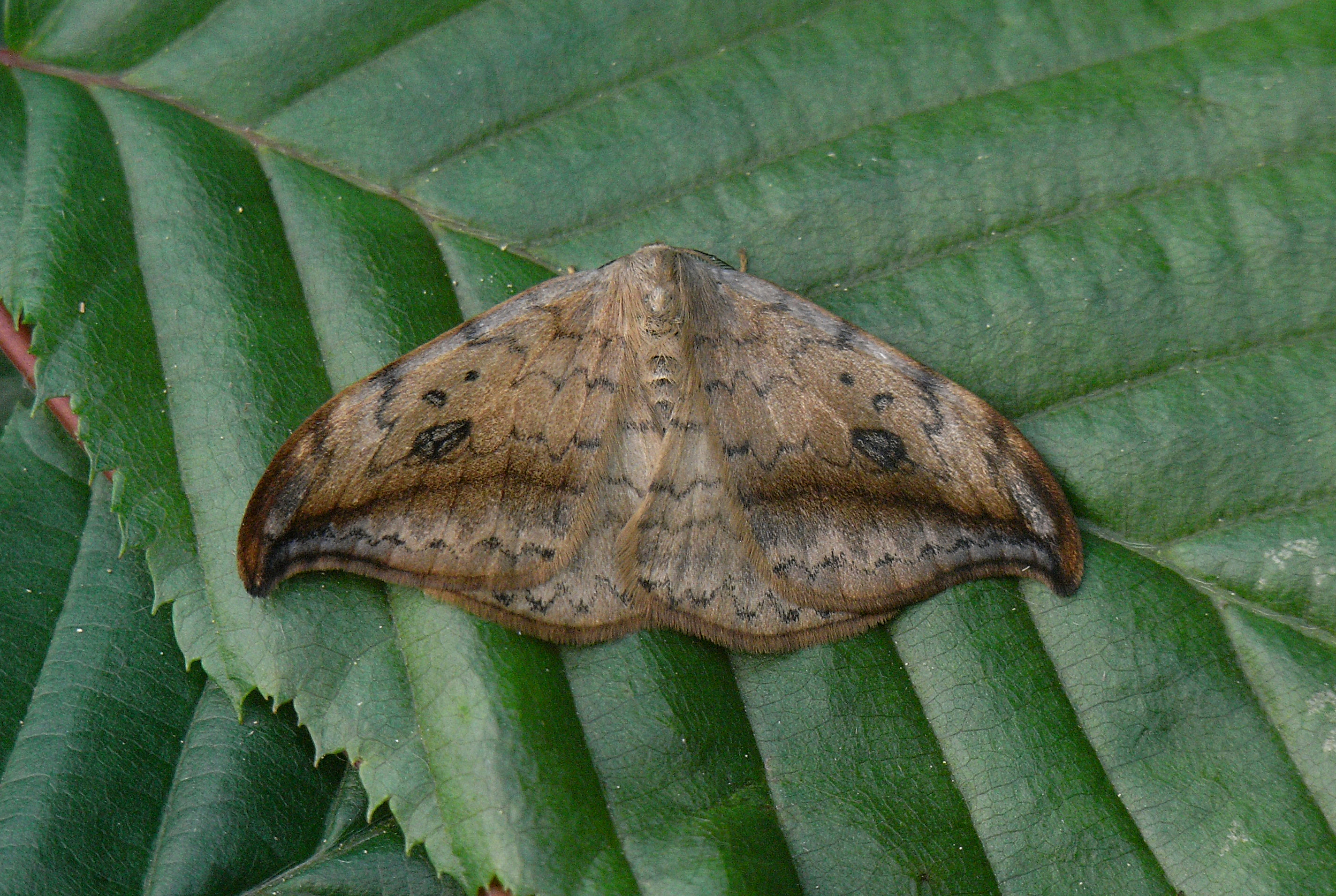 20052013191401 638 art 630 drepana falcataria 6