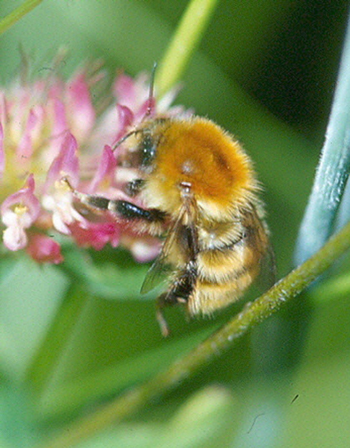 20052013191434 639 art 598 bombus muscorum 01