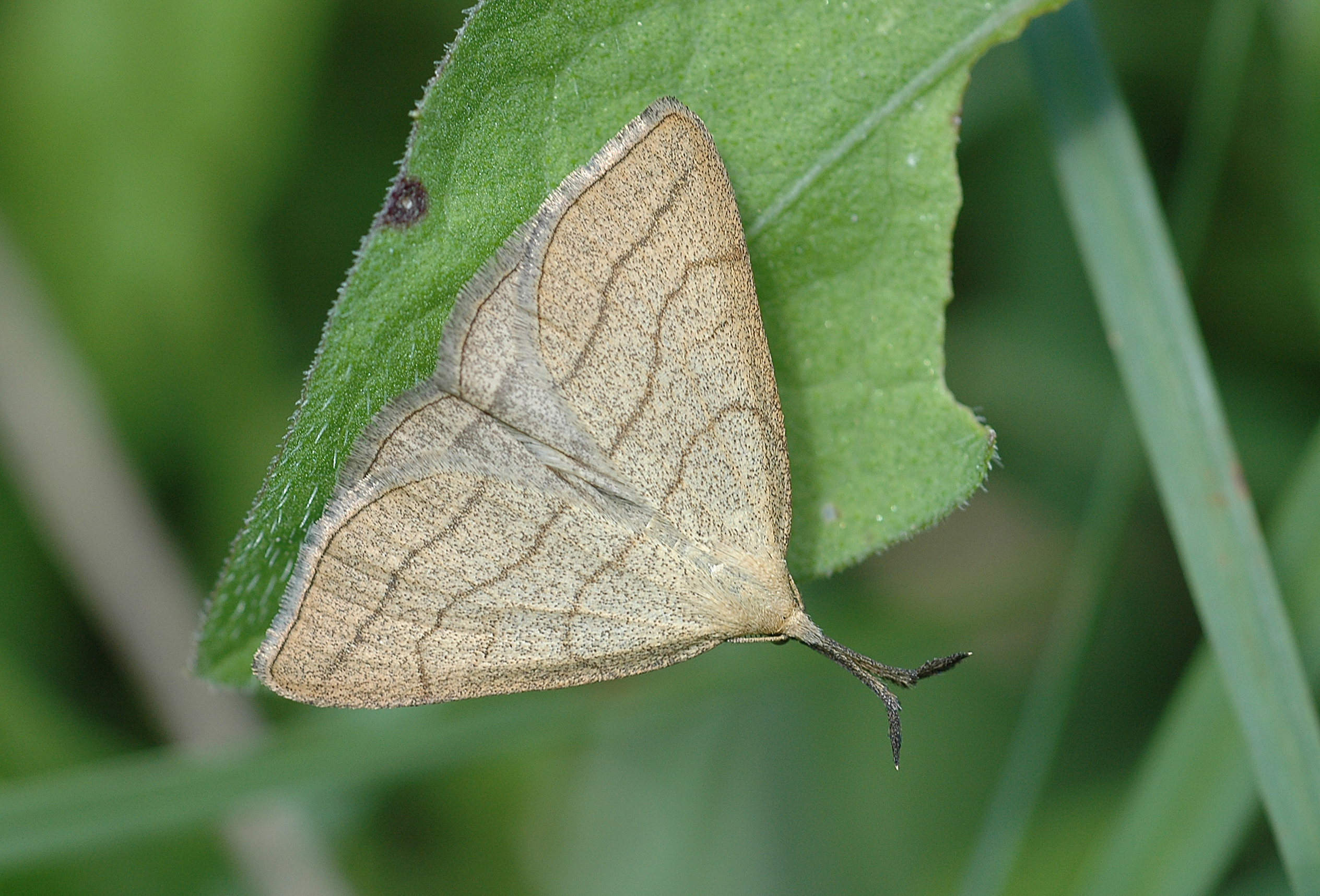 20052013191620 640 art 588 polypogon tentacularia