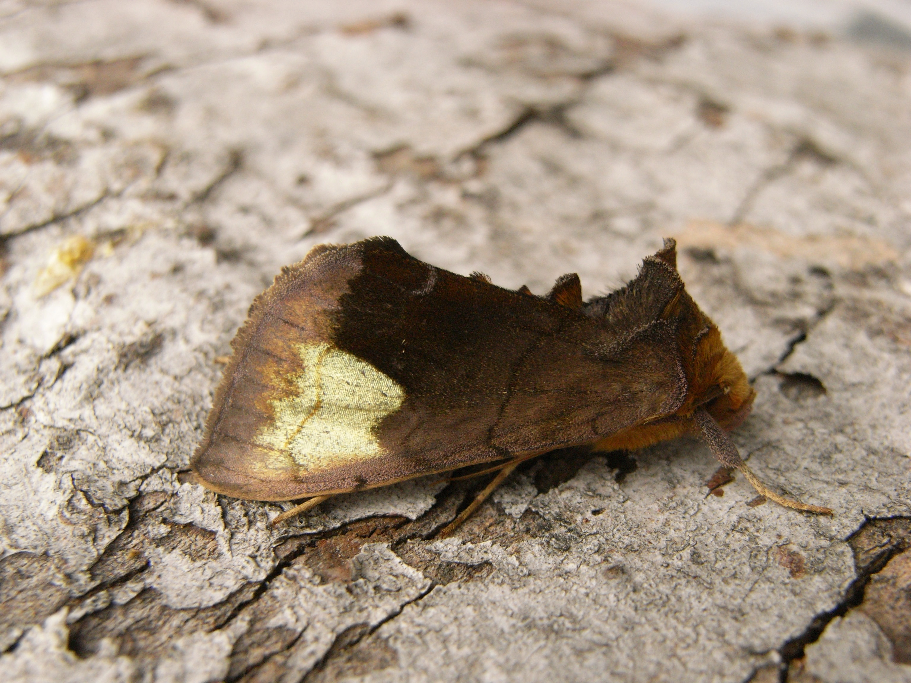 20052013191857 642 art 606 diachrysia chryson 4