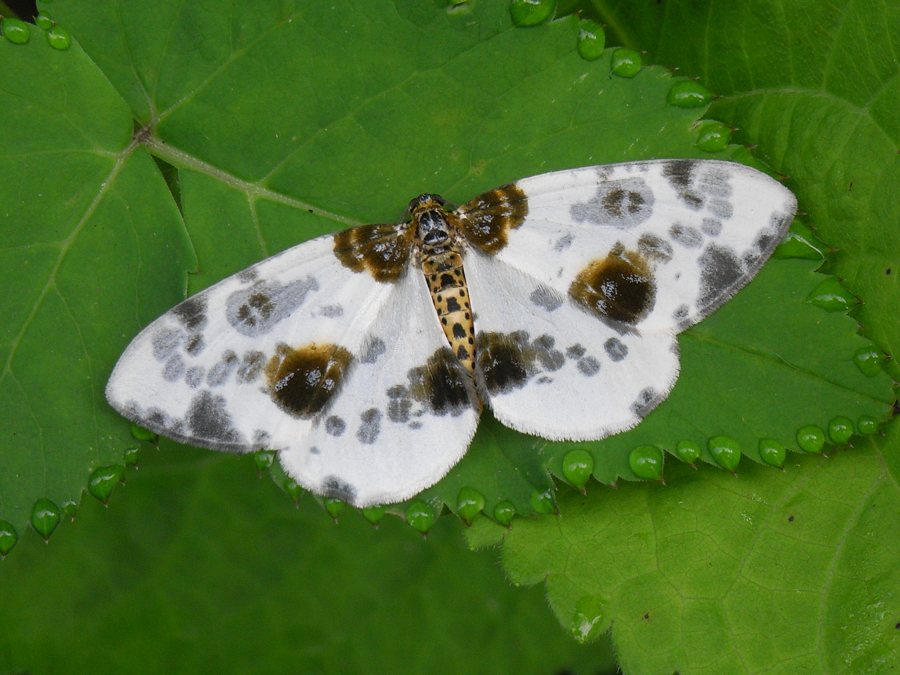 20052013192013 643 art 443 3 abraxas sylvata 8