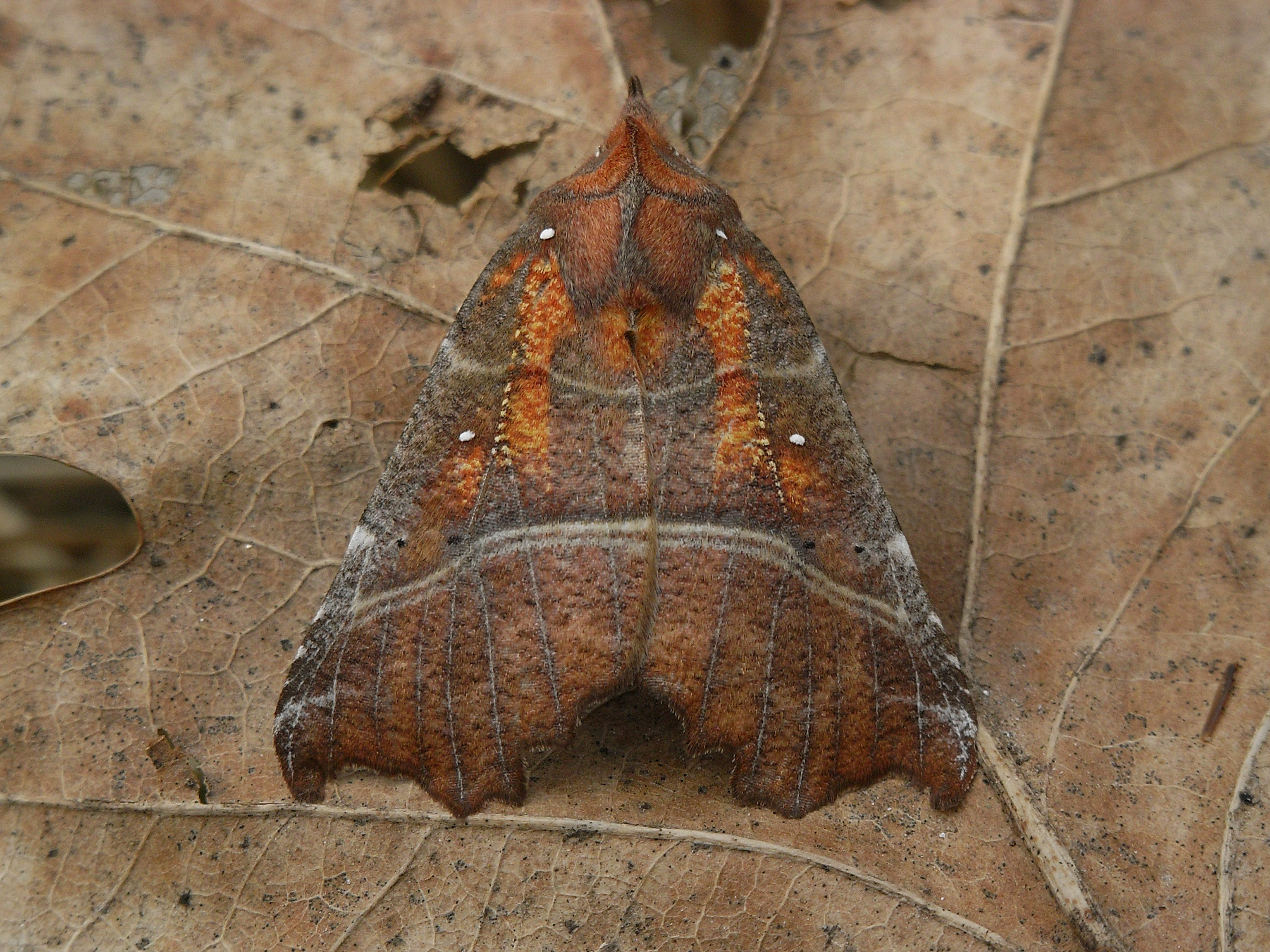 20052013192105 644 art 534 scoliopteryx libatrix 9a