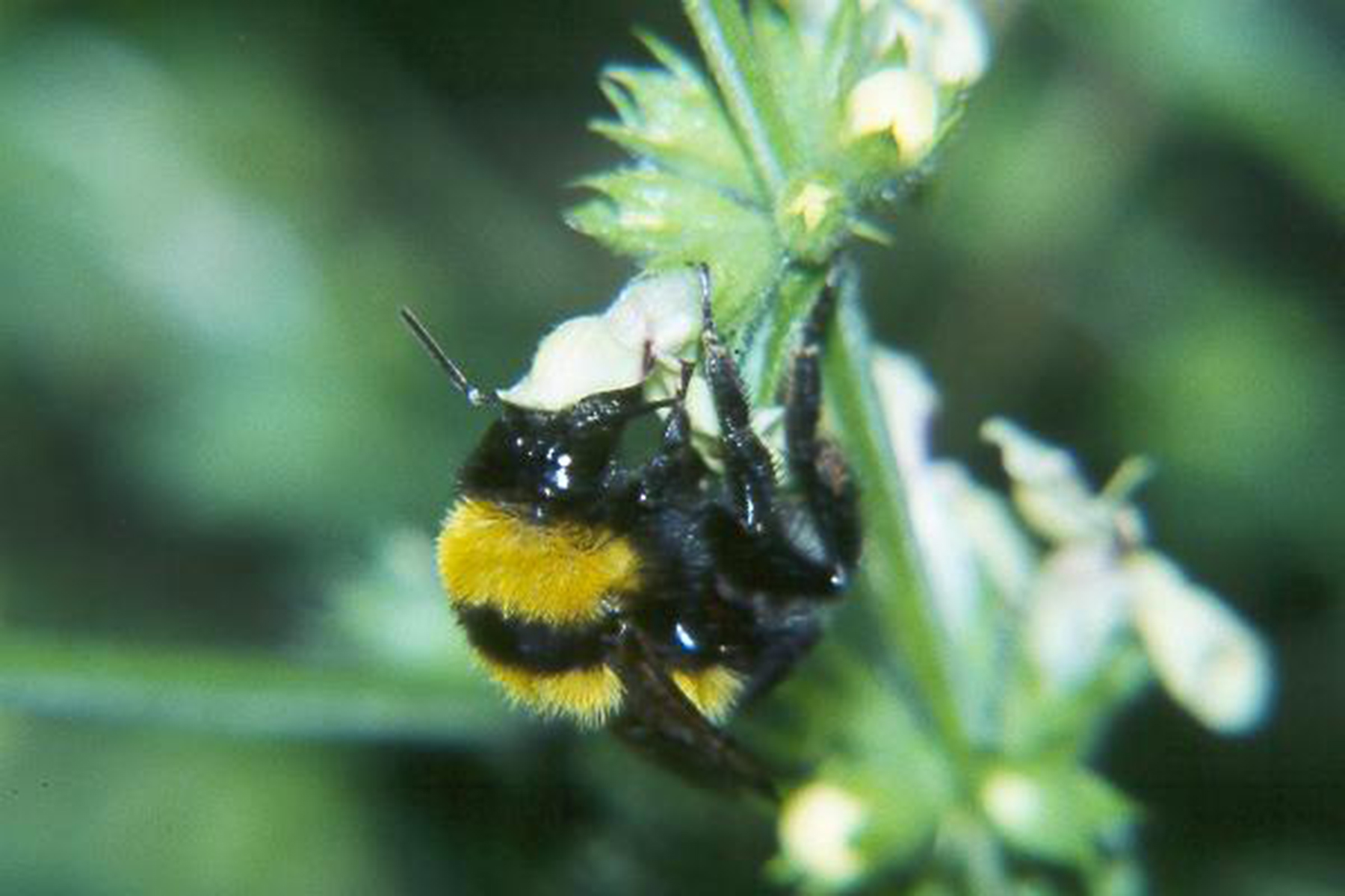 20052013192147 645 art 600 bombus argillaceus 01
