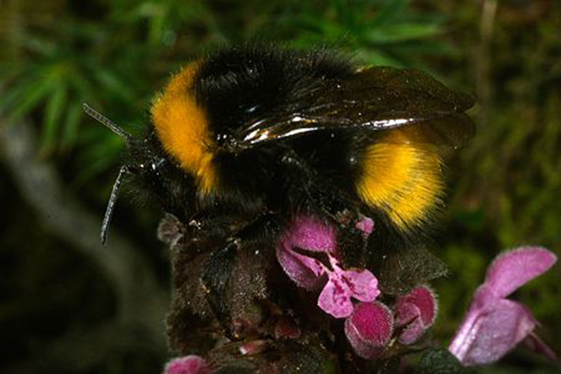 20052013192739 647 art 626 bombus haematurus 01