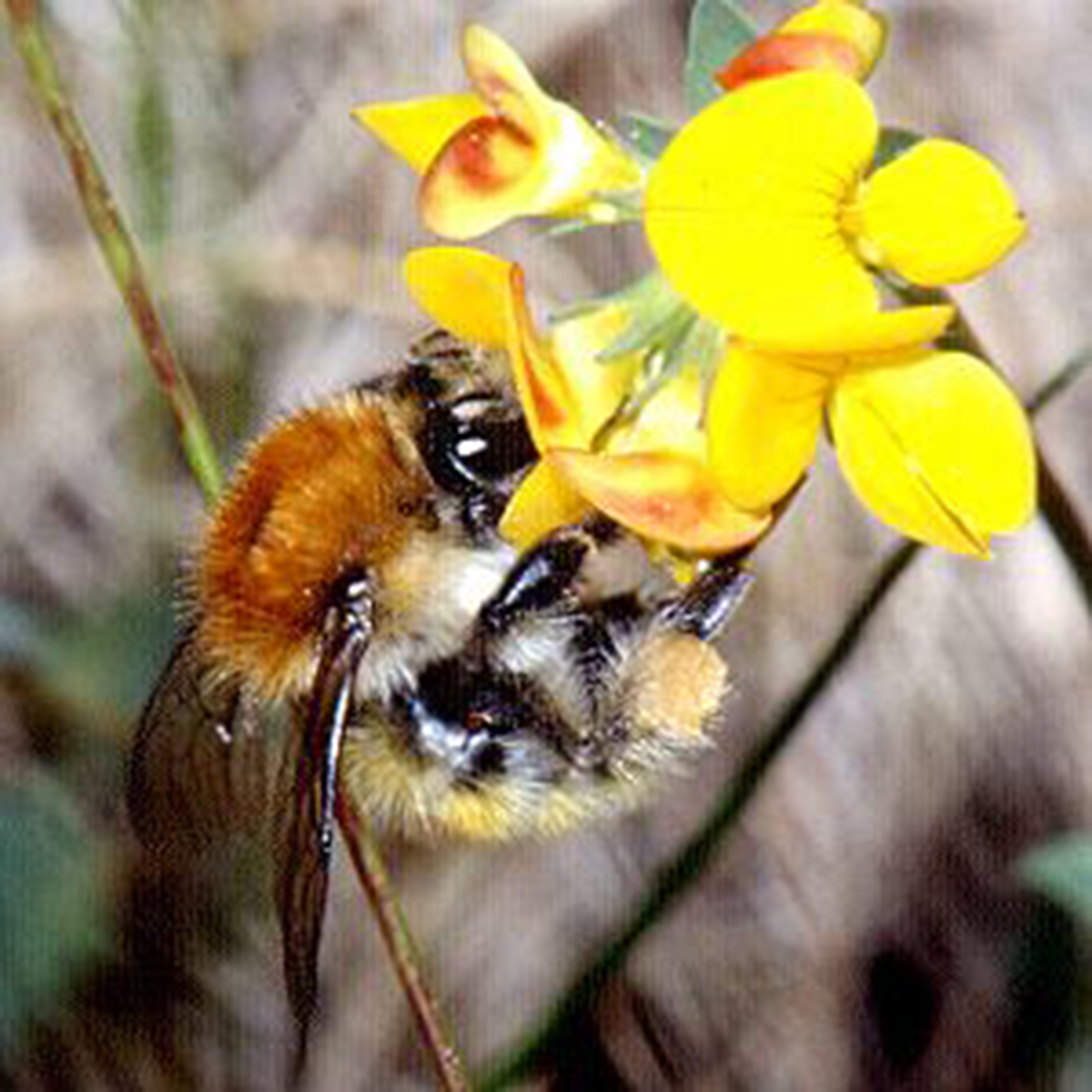 20052013193026 648 art 597 bombus humilis 01