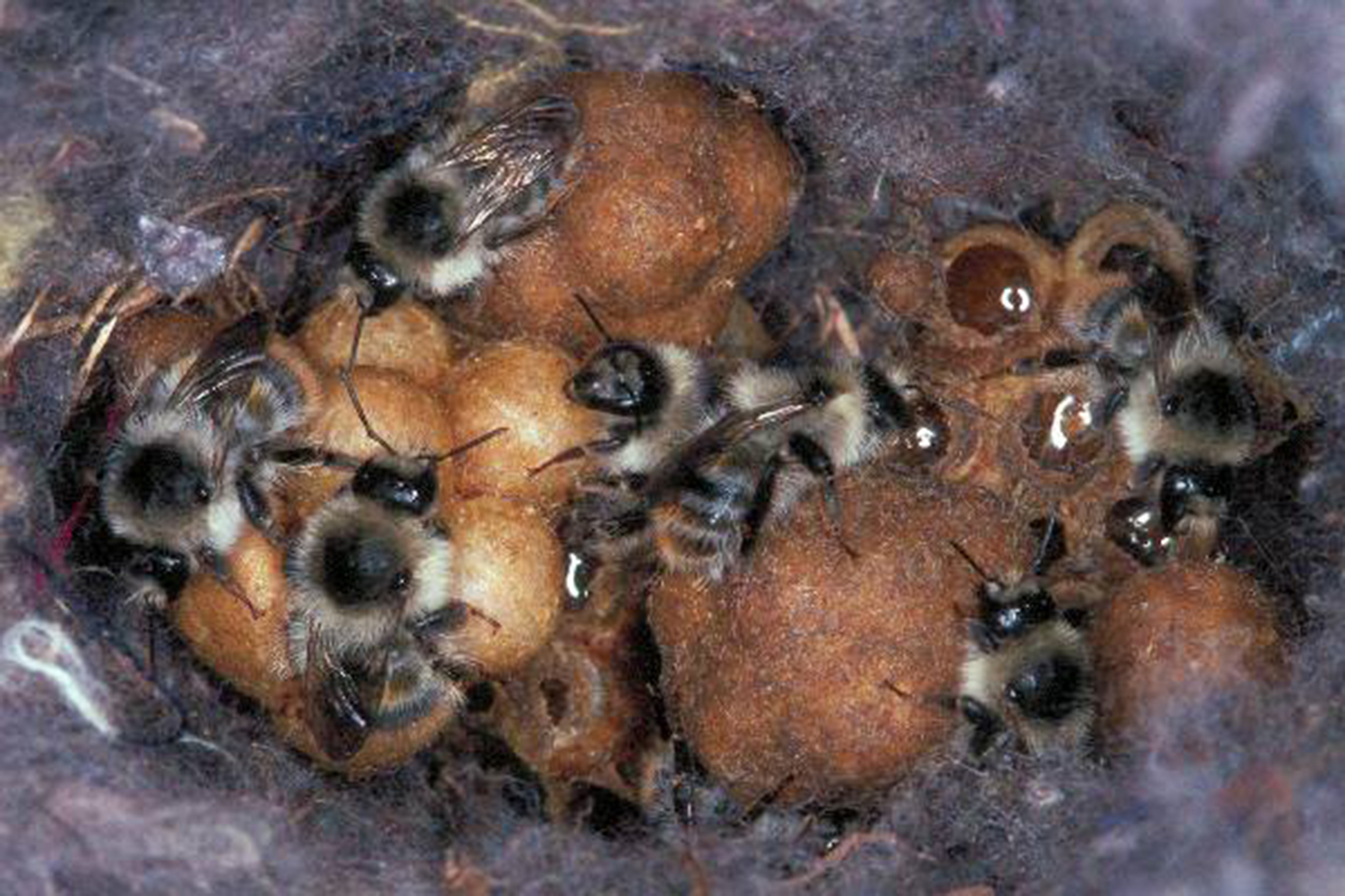 20052013193550 650 art 591 bombus sylvarum 01